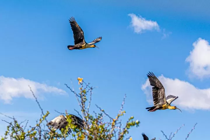 Other Animals in Hostería El Galpón Del Glaciar