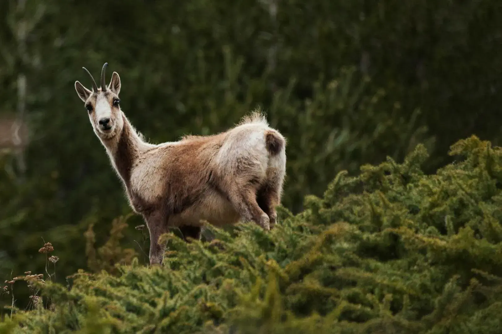 Activities, Other Animals in Hotel El Acebo