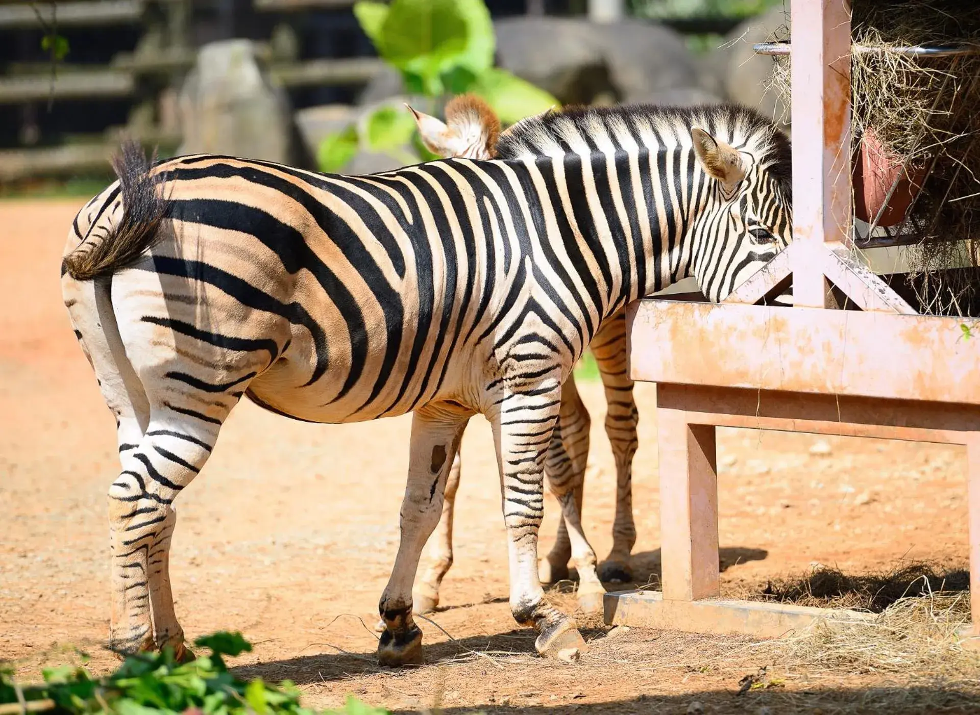 View (from property/room), Other Animals in Leofoo Resort Guanshi