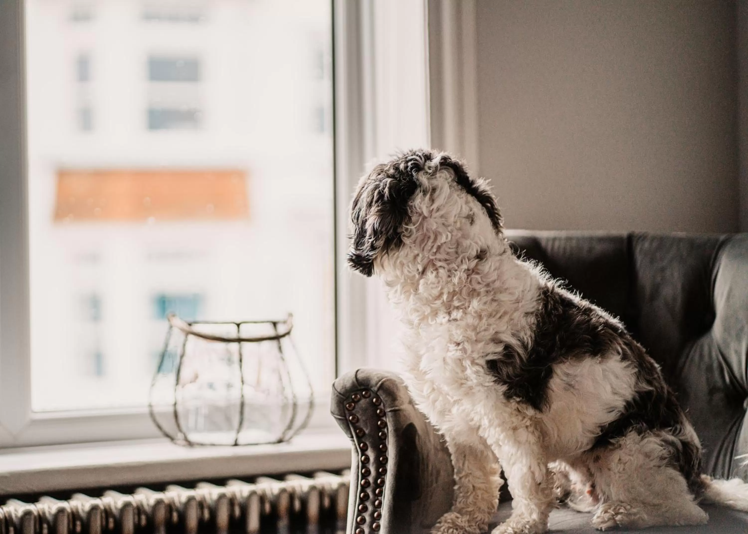Pets in The Ship Inn