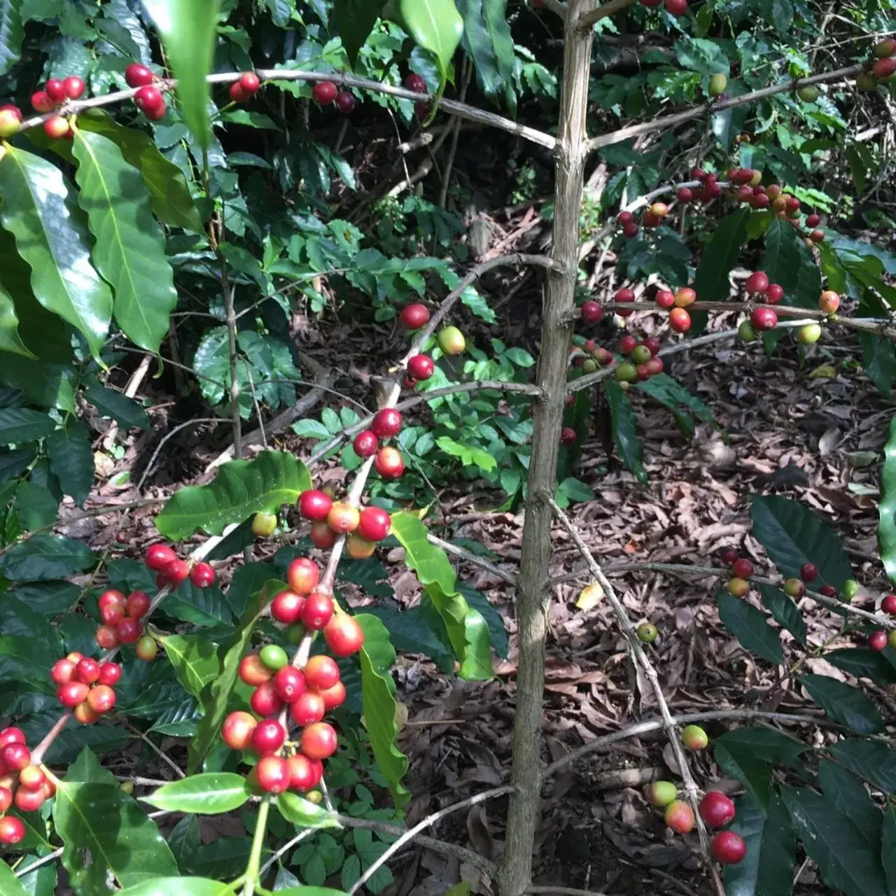 Garden in Coffee Garden