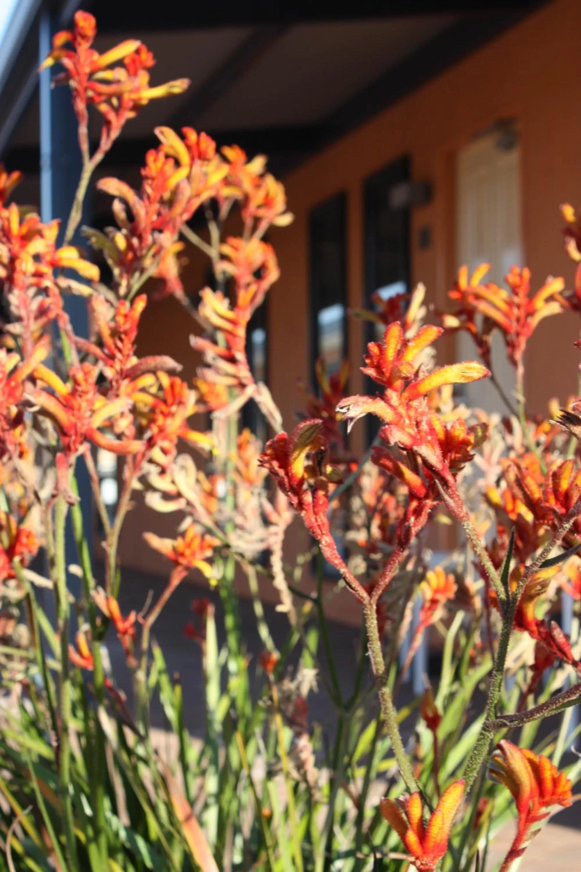 Patio in The View On Hannans Kalgoorlie