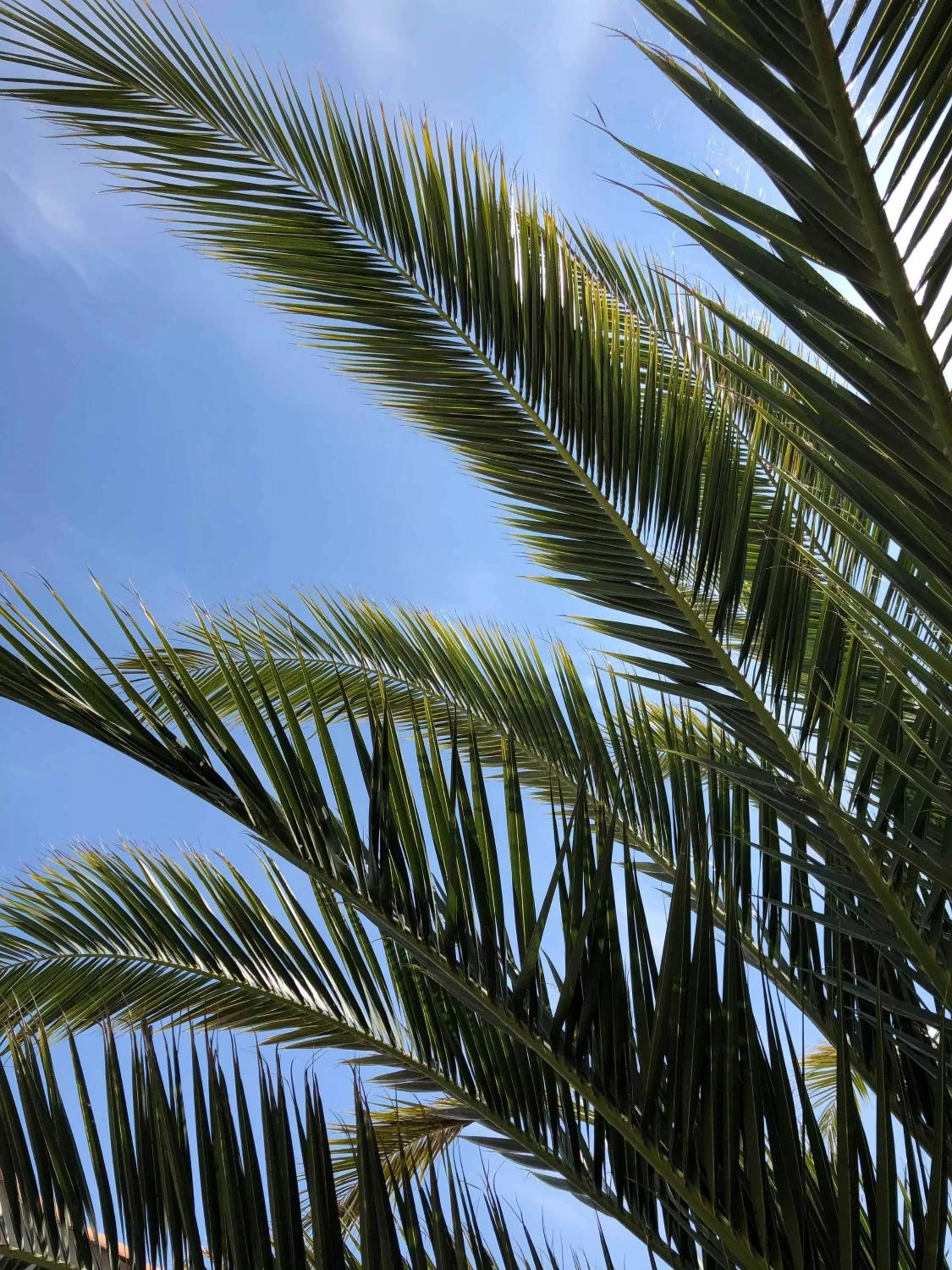 Garden in Hôtel Ancre Marine & Spa Thalgo ***