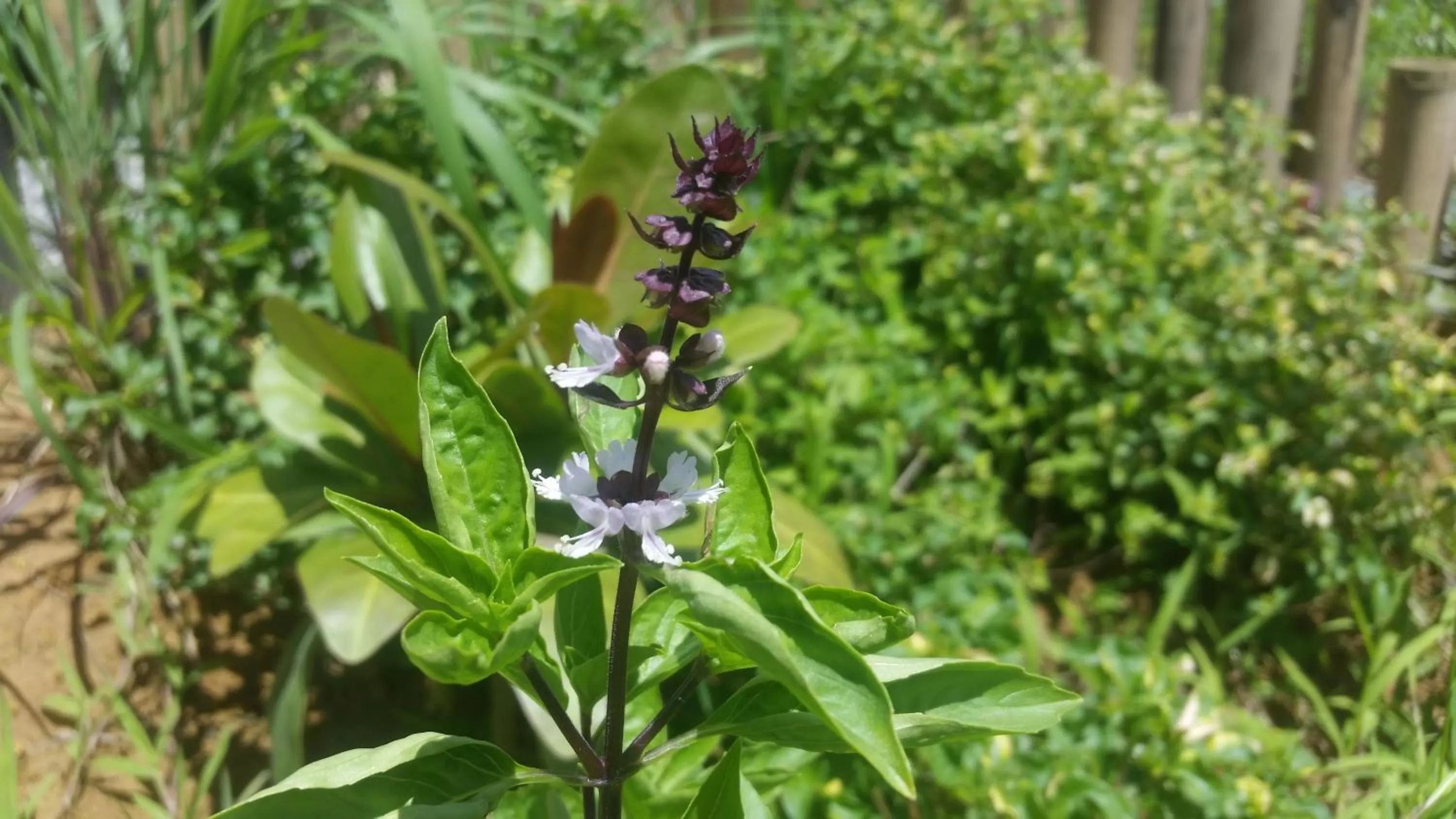Garden in Banana Grove El Nido