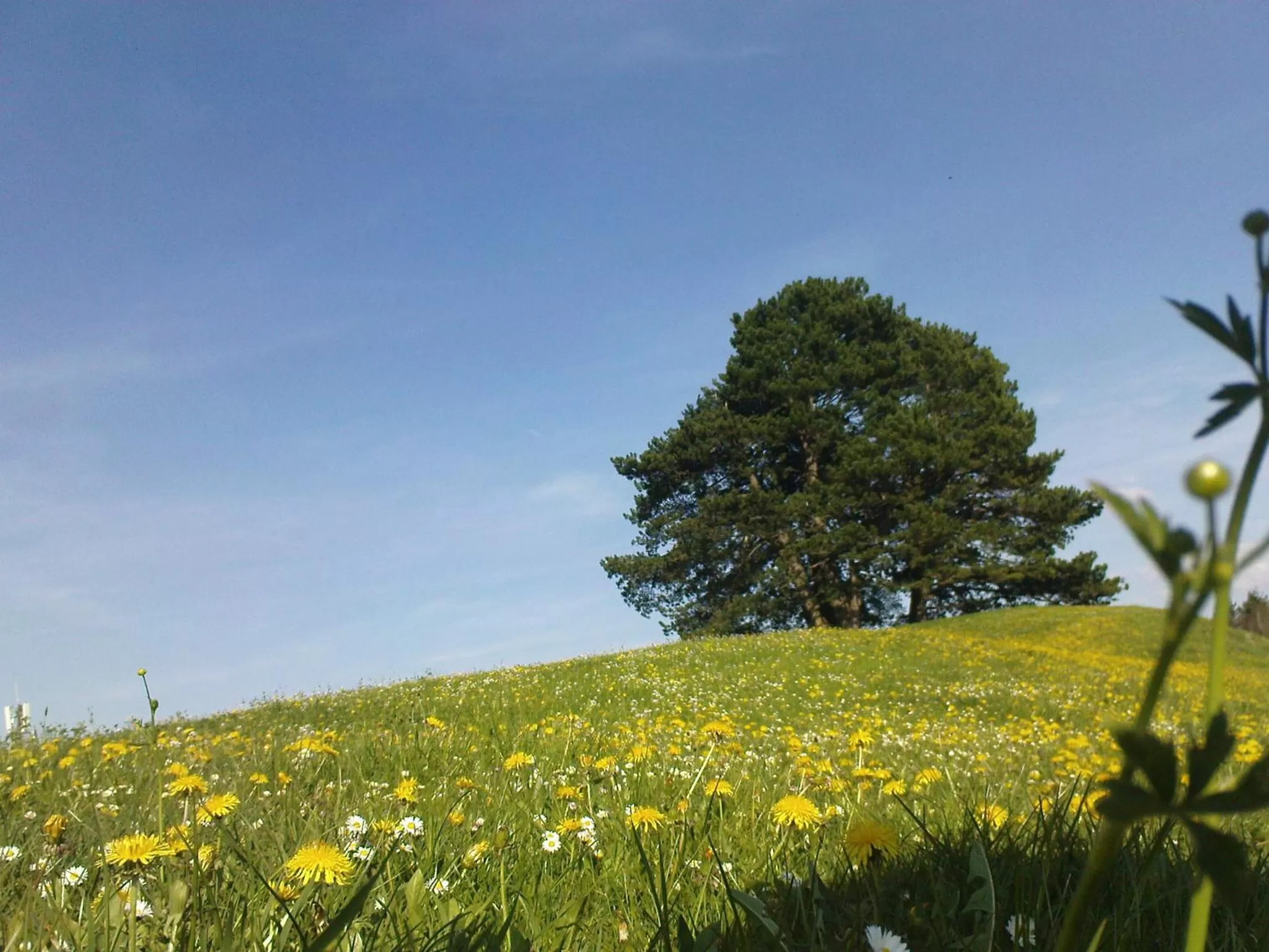 Natural Landscape in Gasthaus Rössli