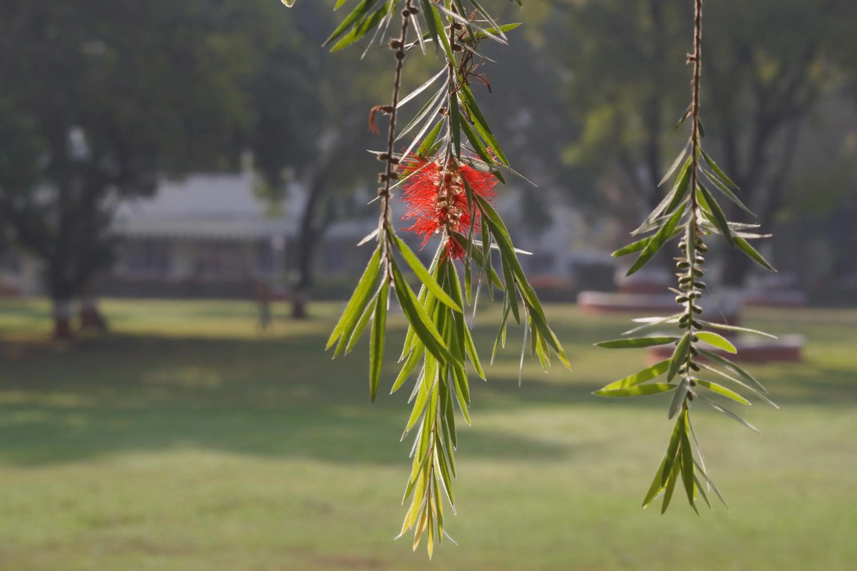 Natural landscape in Ambassador Ajanta Hotel, Aurangabad