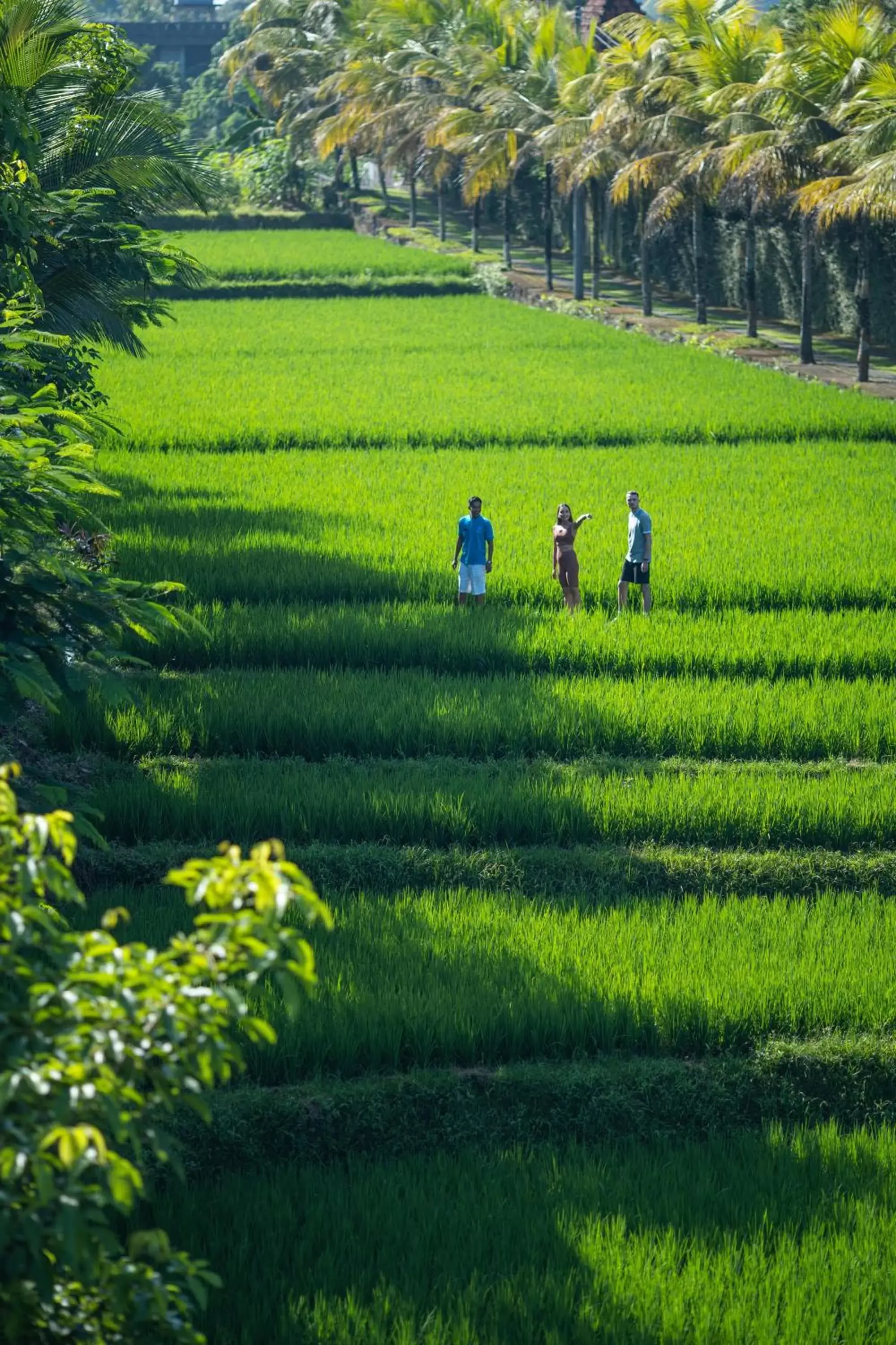 View (from property/room) in Adiwana Bisma