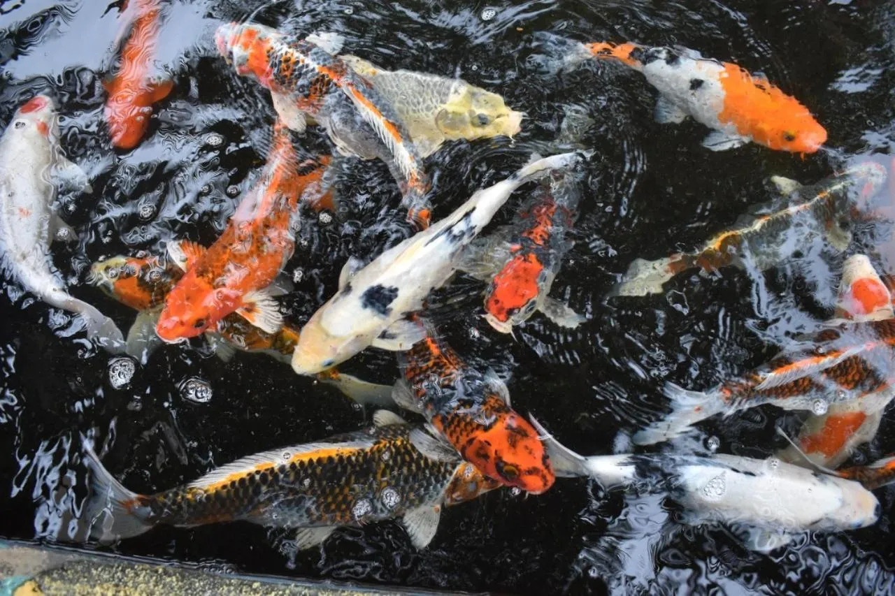 Animals in Lorin Sentul Hotel