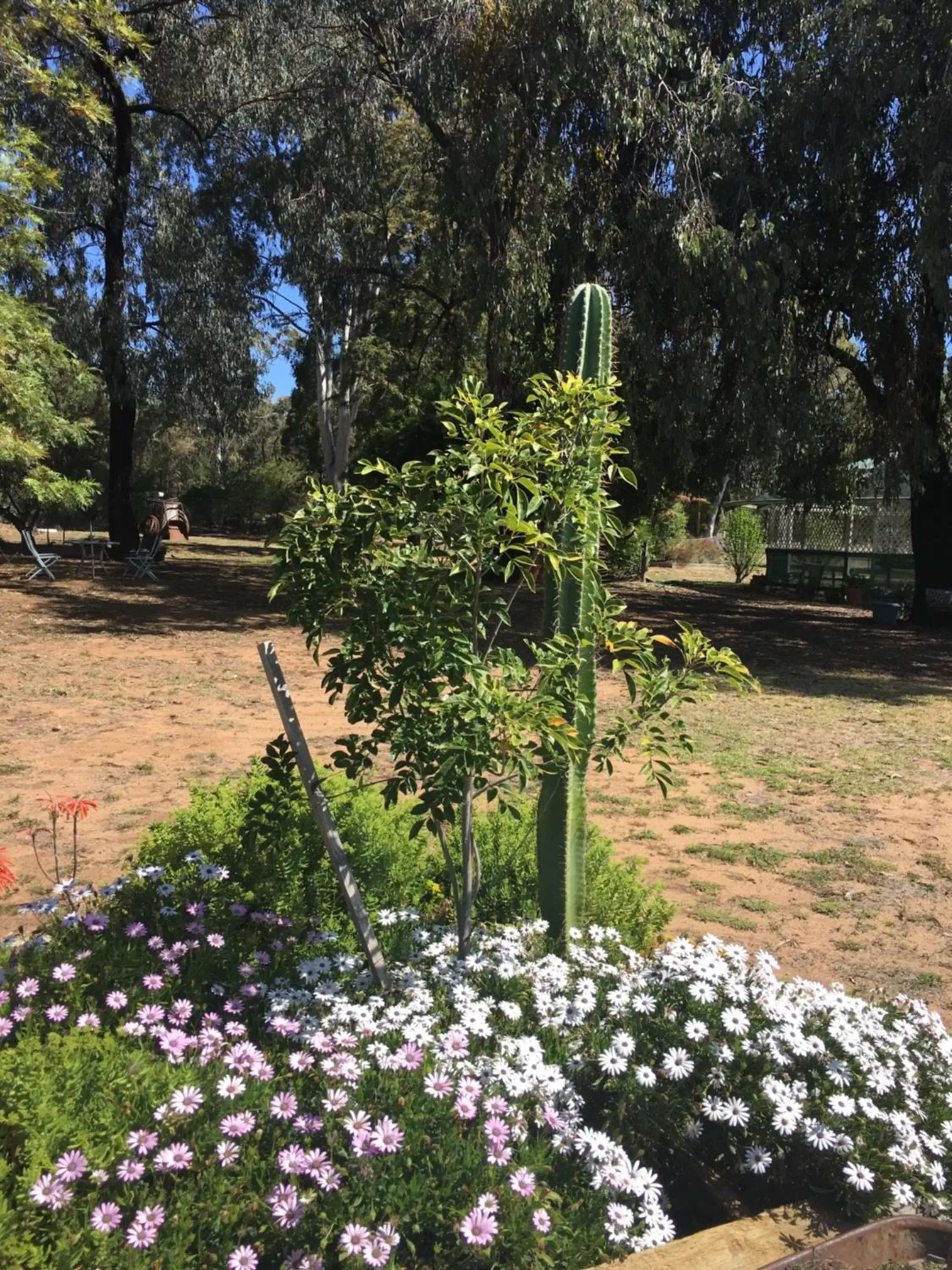 Garden view, Garden in Azalea Motel