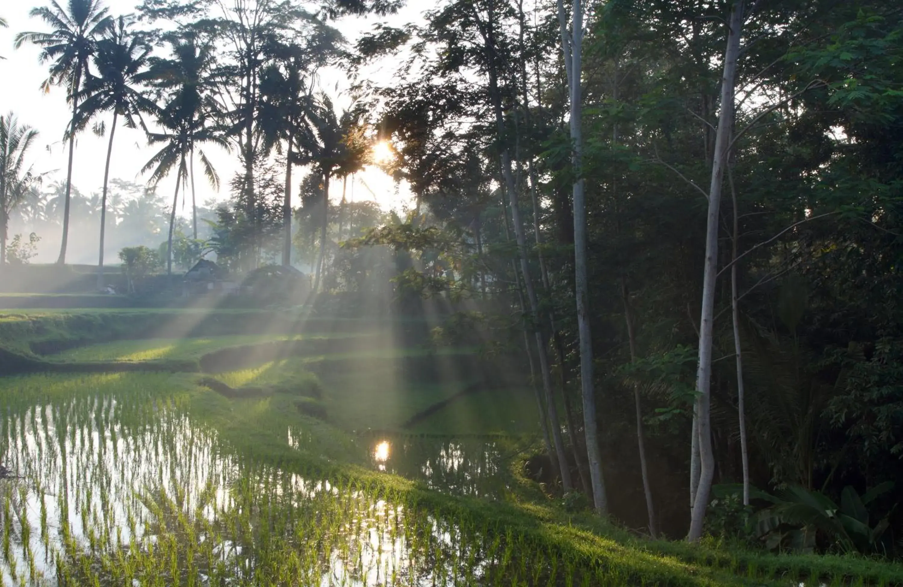Natural landscape in BeingSattvaa Luxury Ubud - CHSE Certified