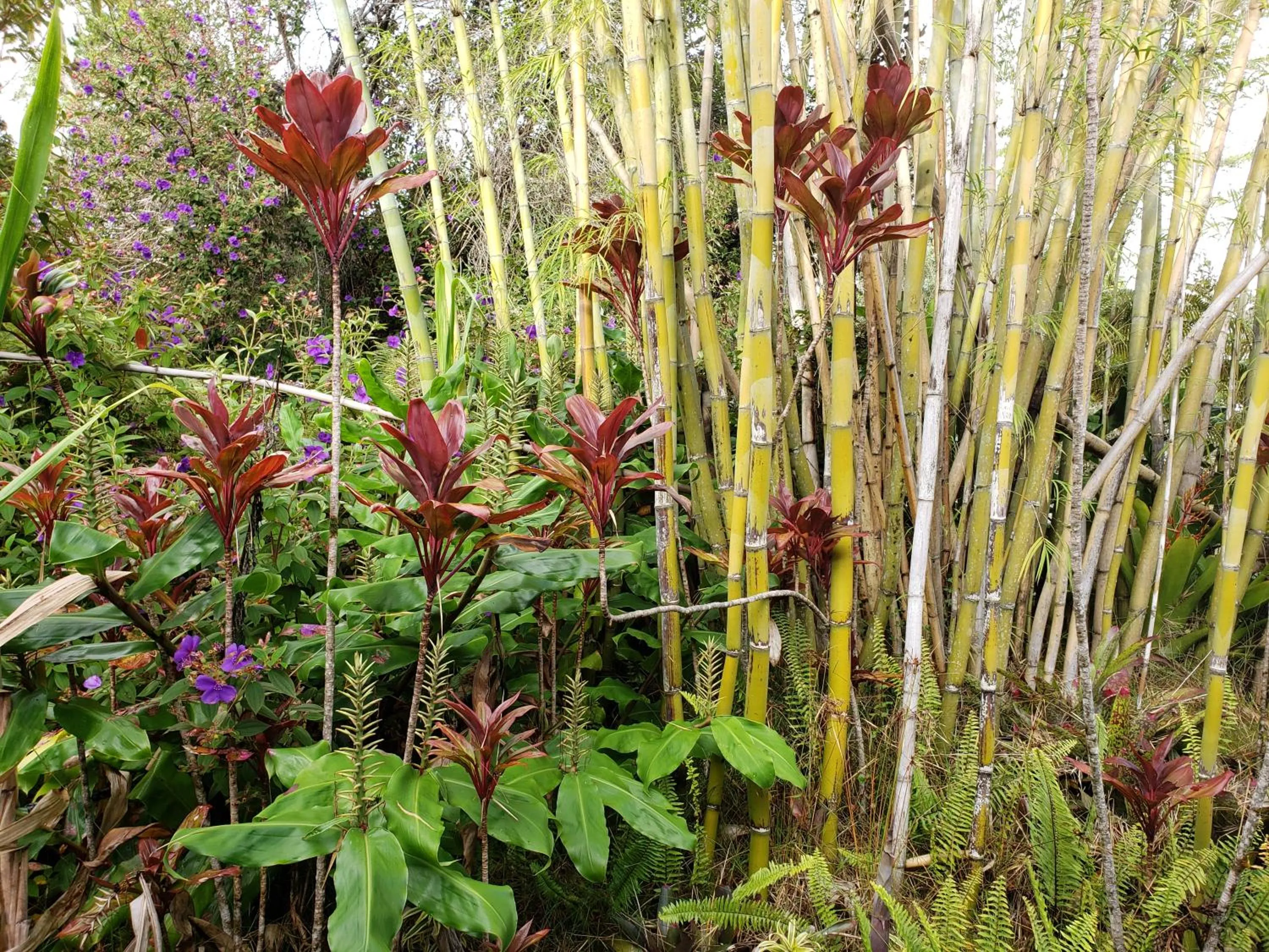 Garden view in Lokahi Lodge