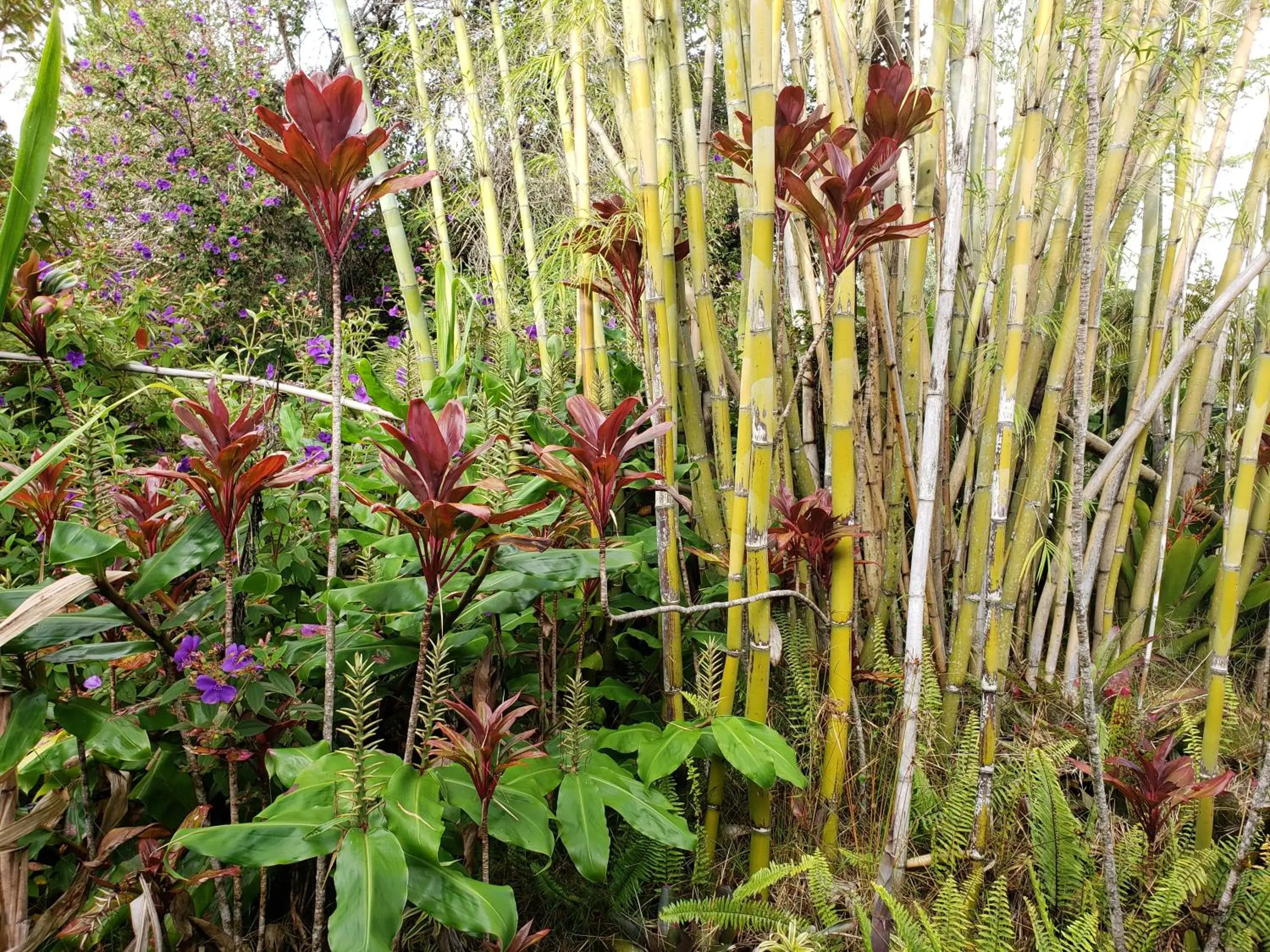 Garden view in Lokahi Lodge Garden view in Lokahi Lodge