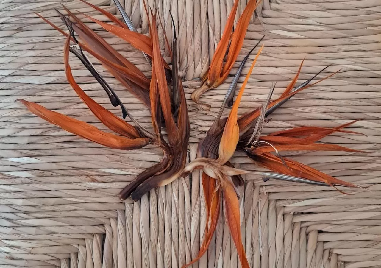 Property logo or sign in Casa de las Flores - Hotel Boutique Lanzarote