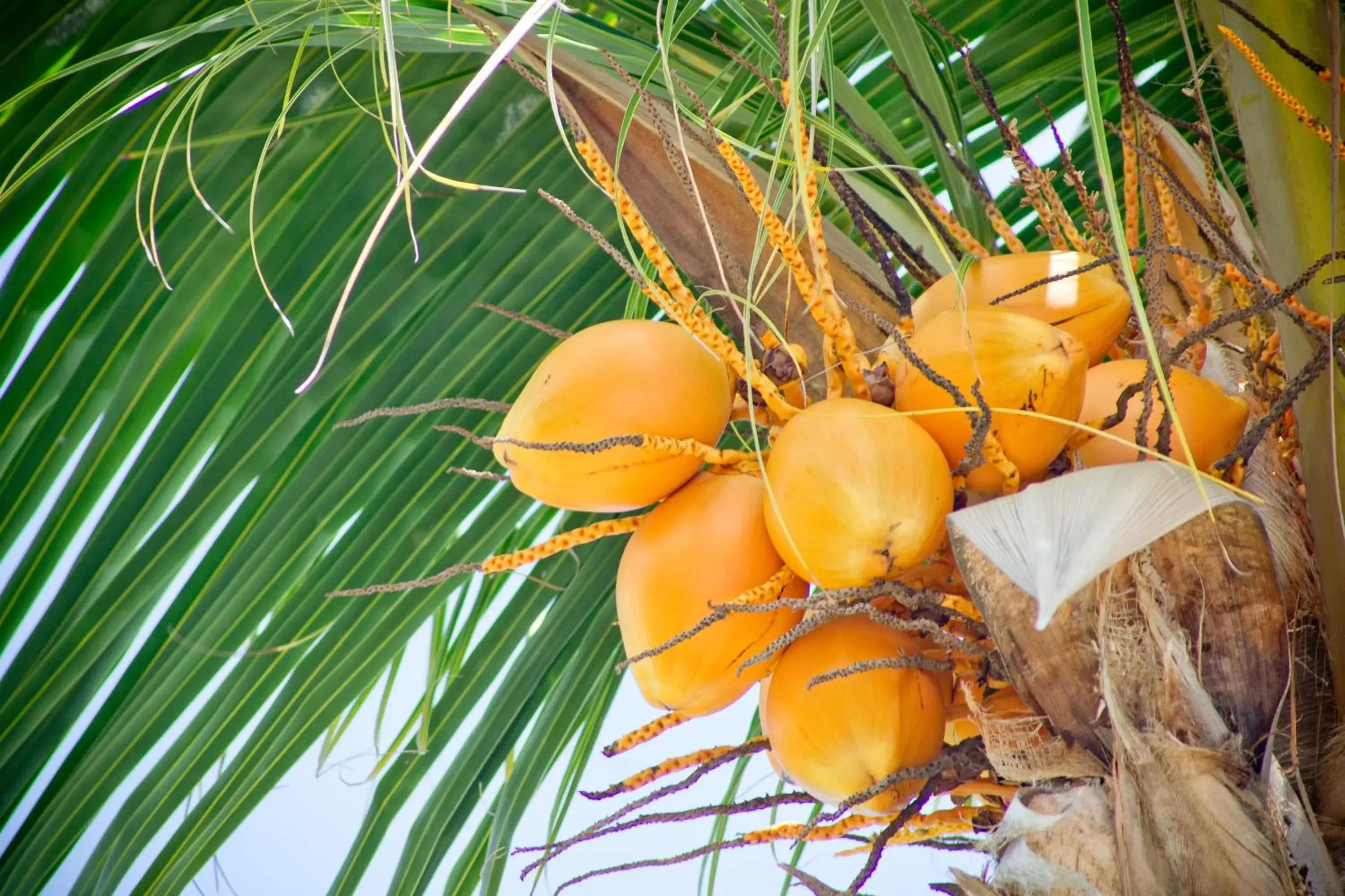 Garden in Coco de Mer and Black Parrot Suites