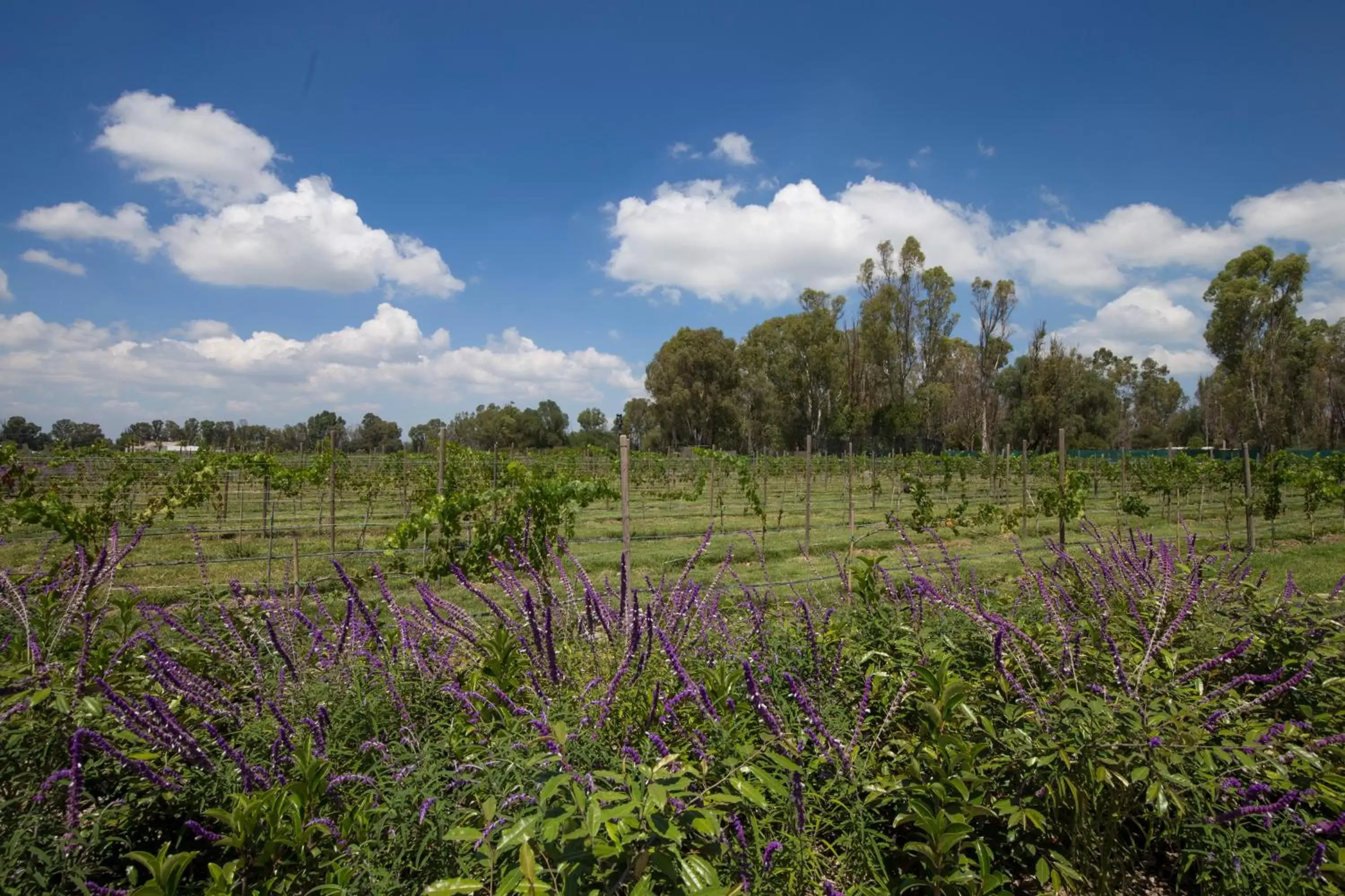 Natural landscape in Viñedos San Francisco