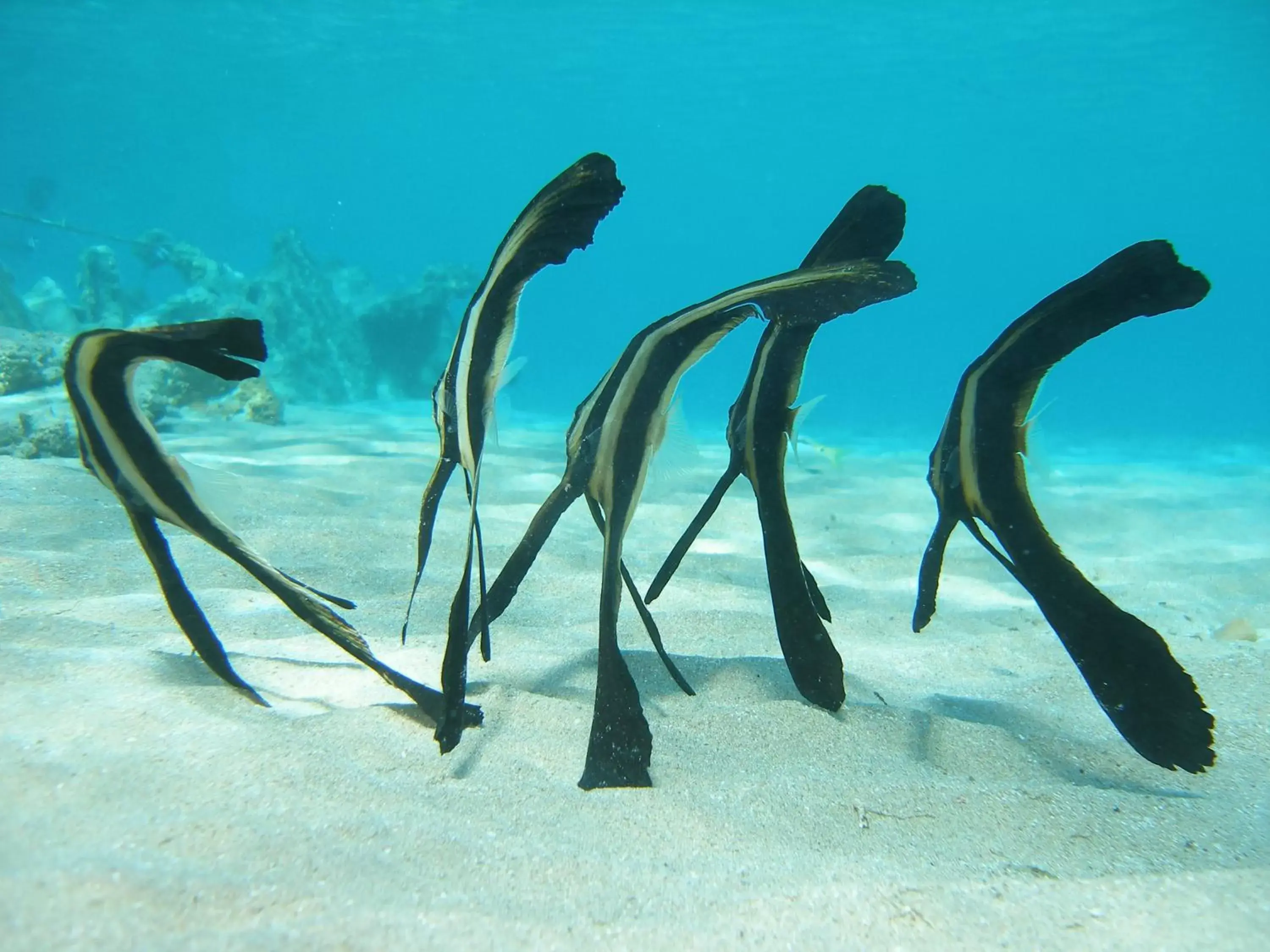 Snorkeling, Other Animals in Coral Sun Beach