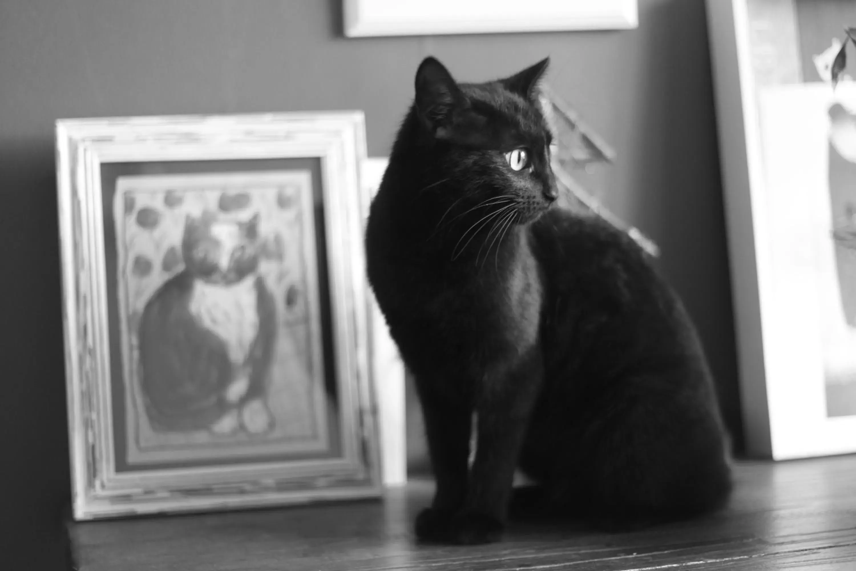 Pets in Chambre d'Hôte à Douarnenez