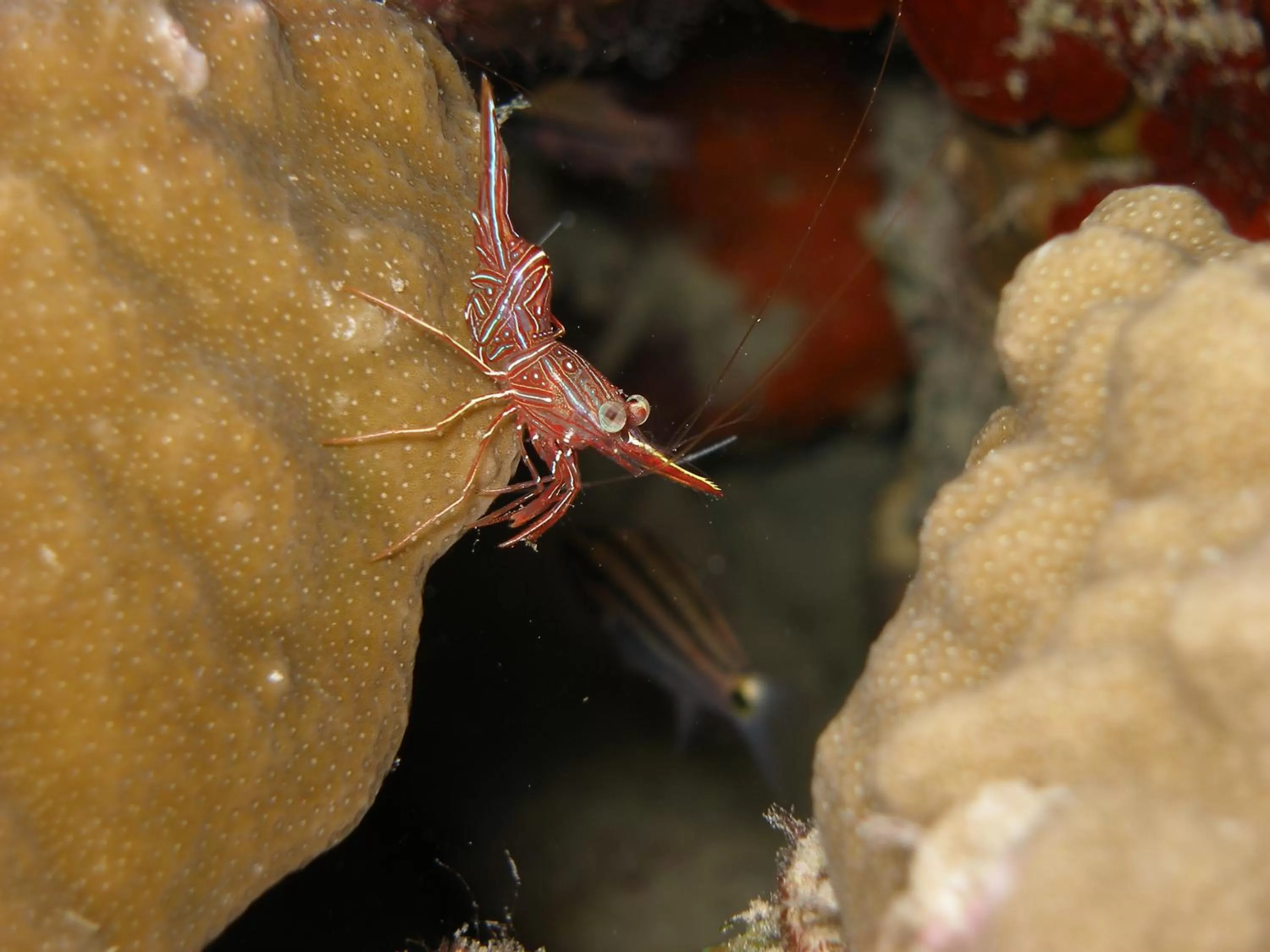 Snorkeling in Coral Sun Beach