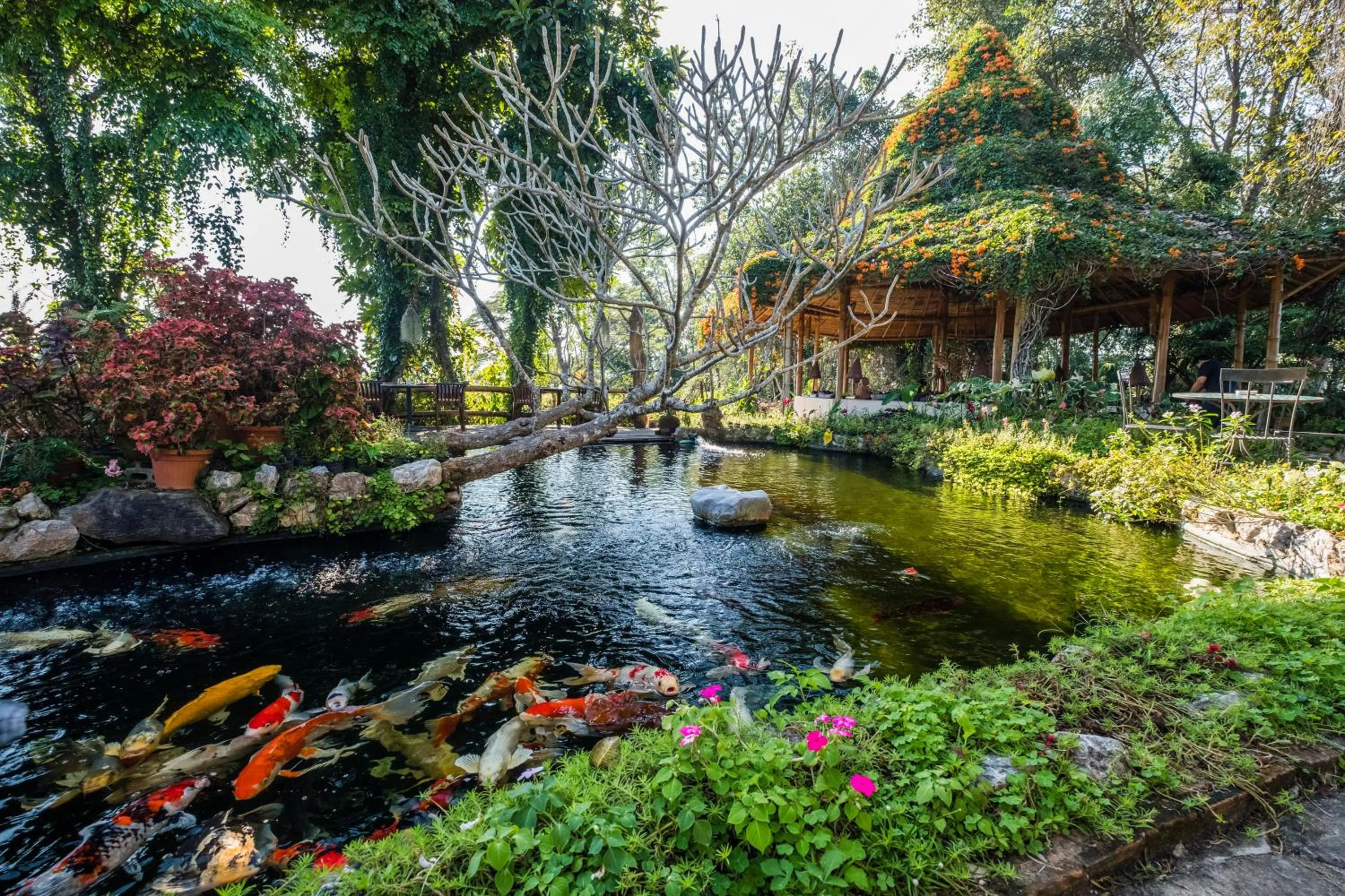 Restaurant/places to eat in Phu Chaisai Chiang Rai Mountain Resort