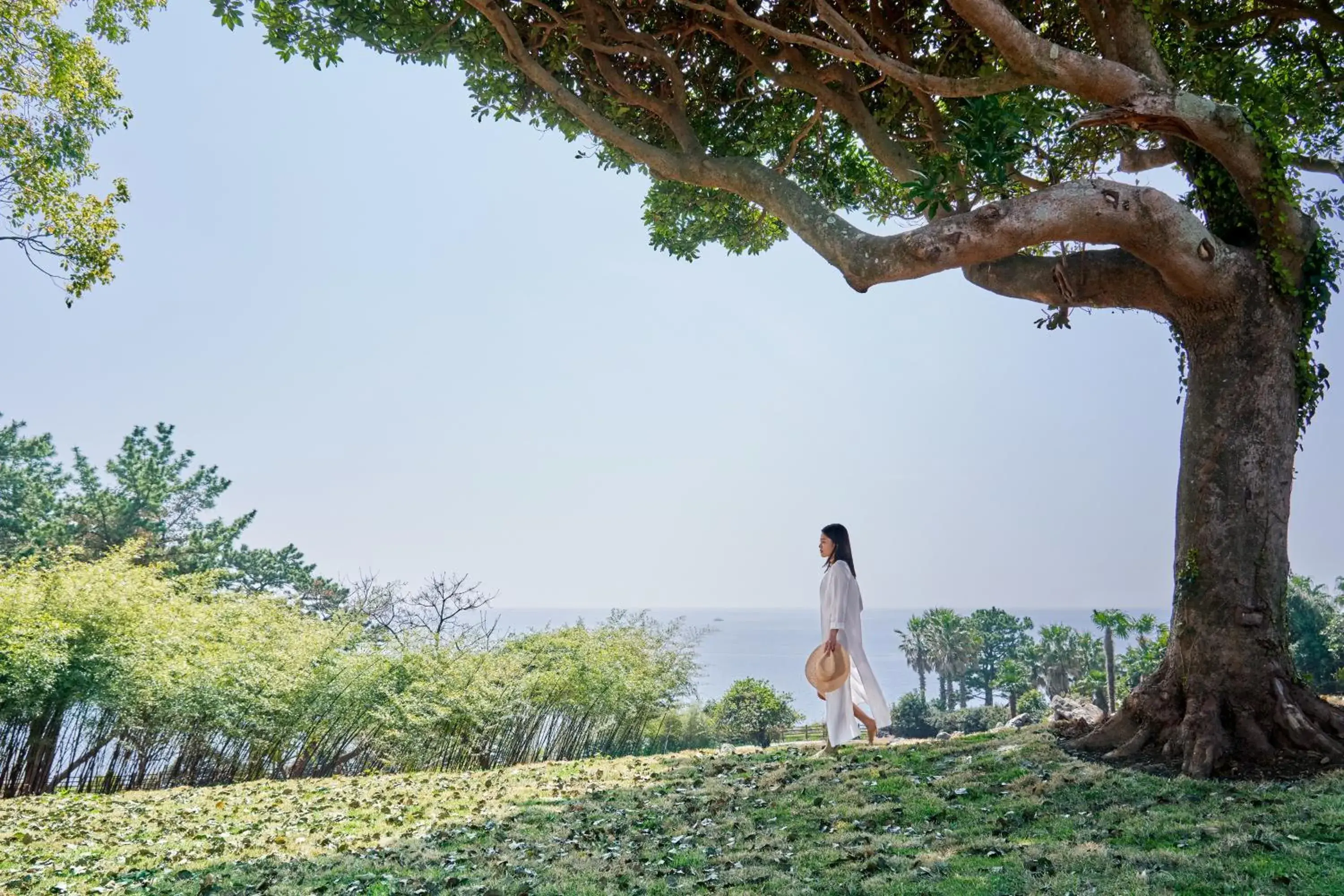 Garden in JW Marriott Jeju Resort & Spa