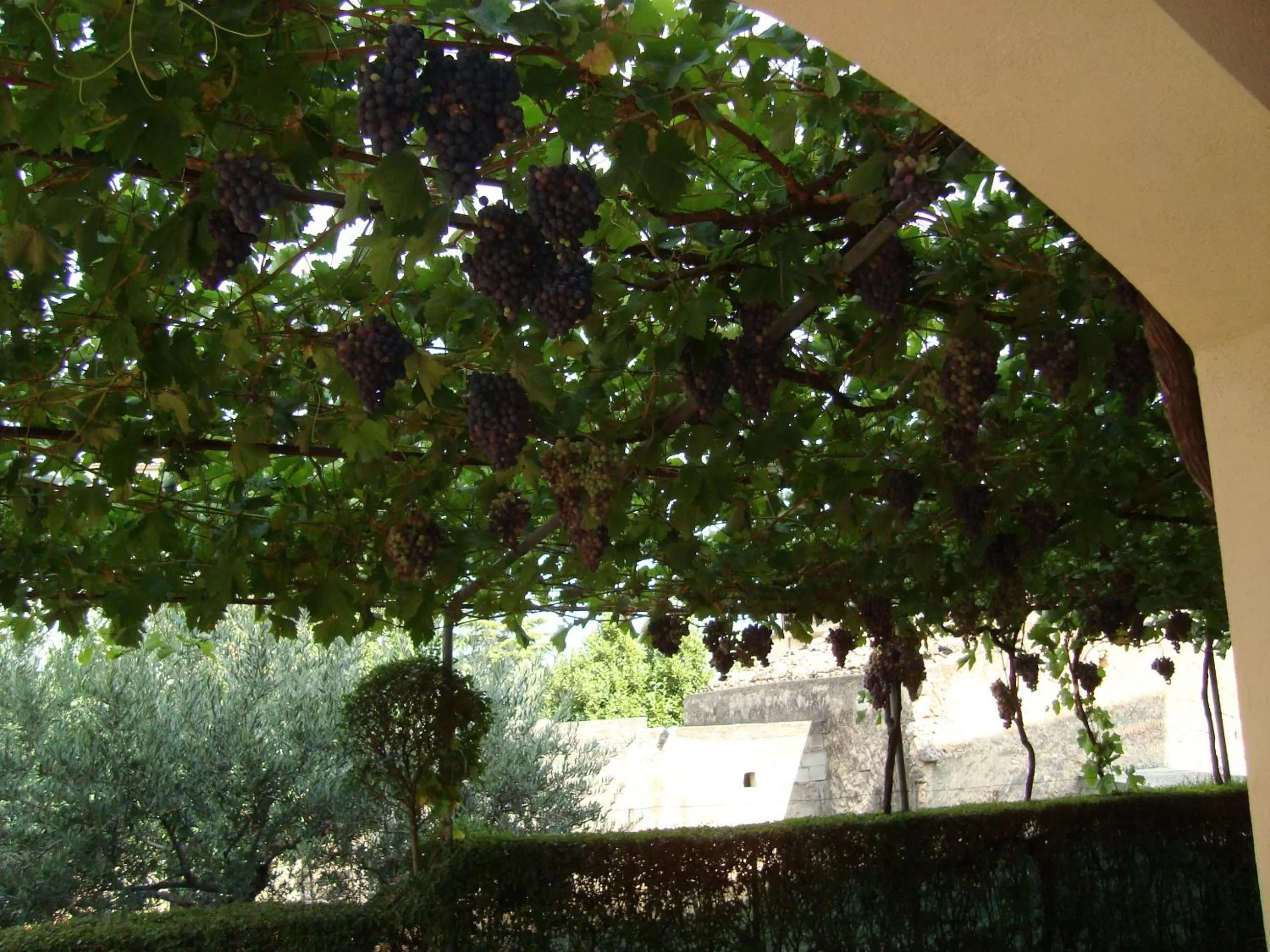 Garden in B&B Esperança