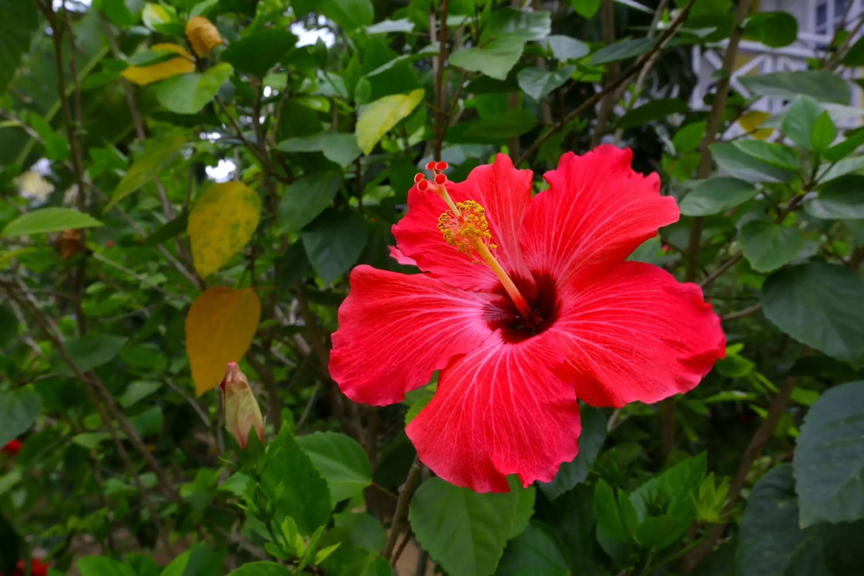 Garden in Merrils Beach Resort II