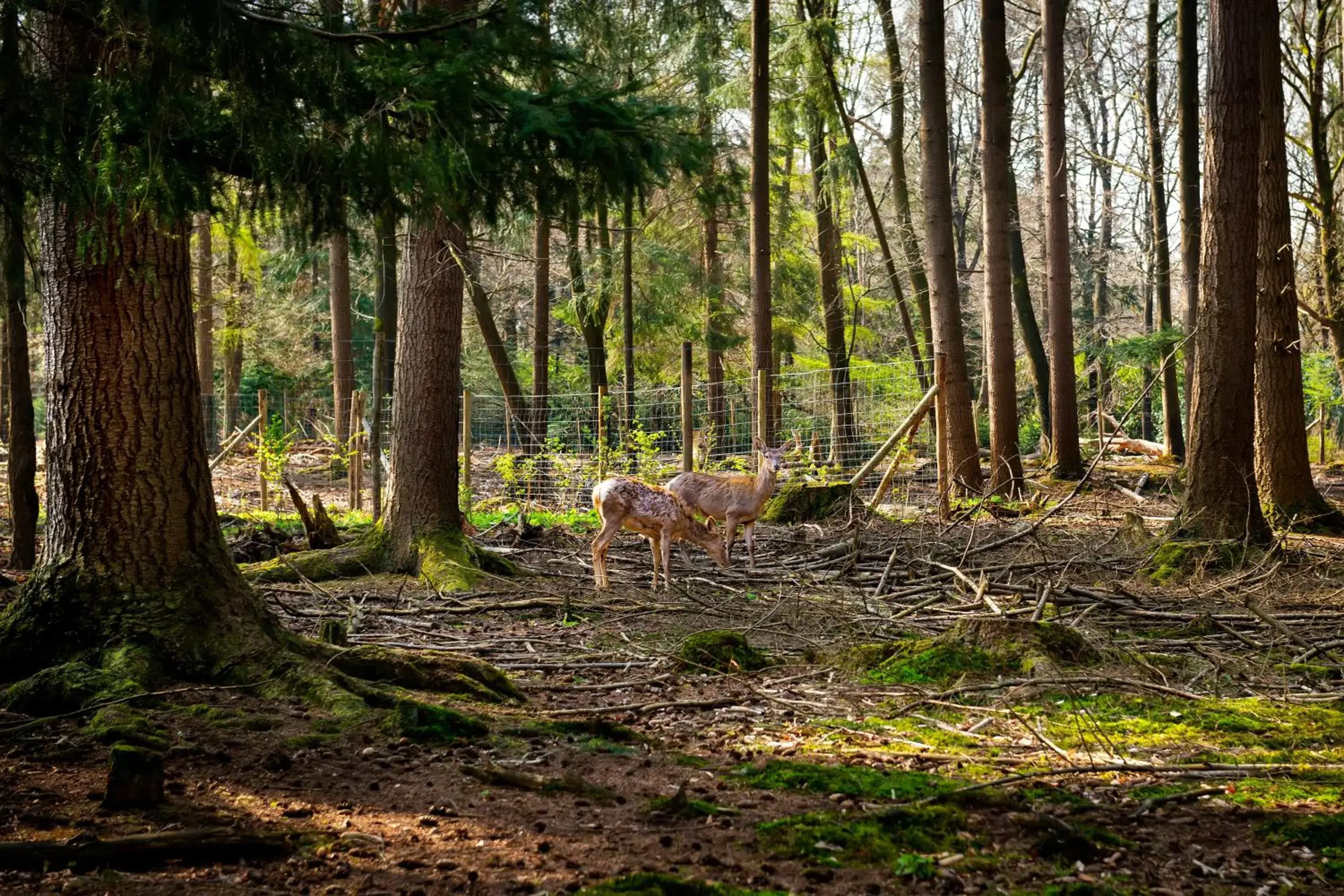 Animals, Natural Landscape in Stayokay Apeldoorn