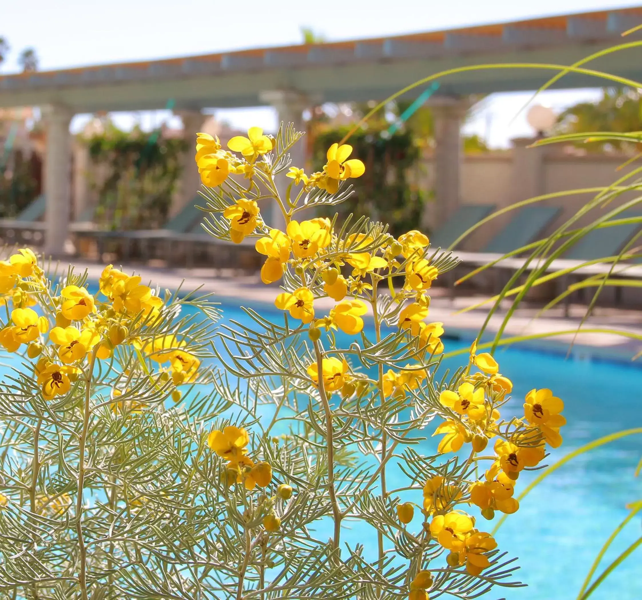 Swimming Pool in Azure Palm Hot Springs