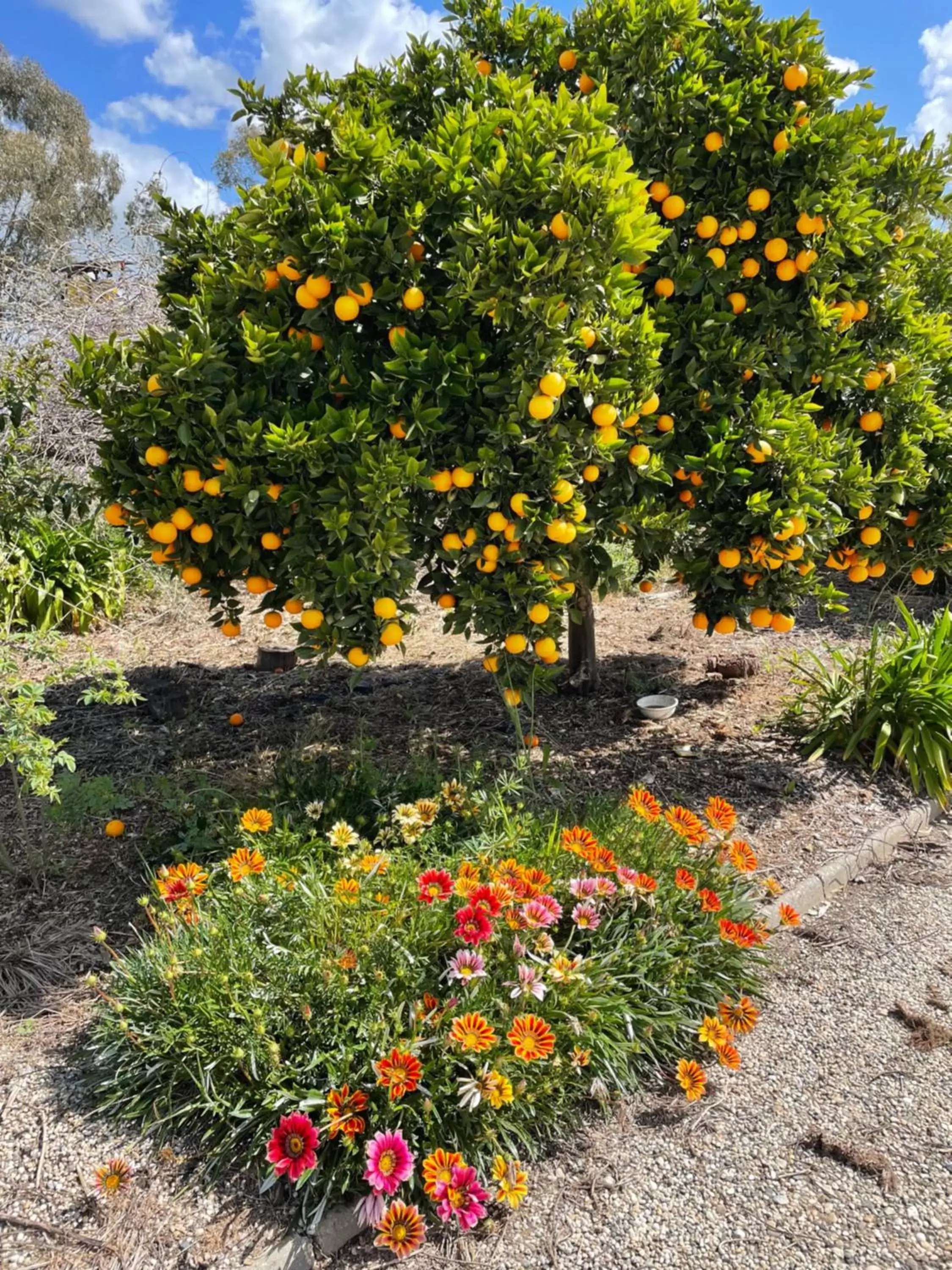 Garden in Byer Fountain Motor Inn