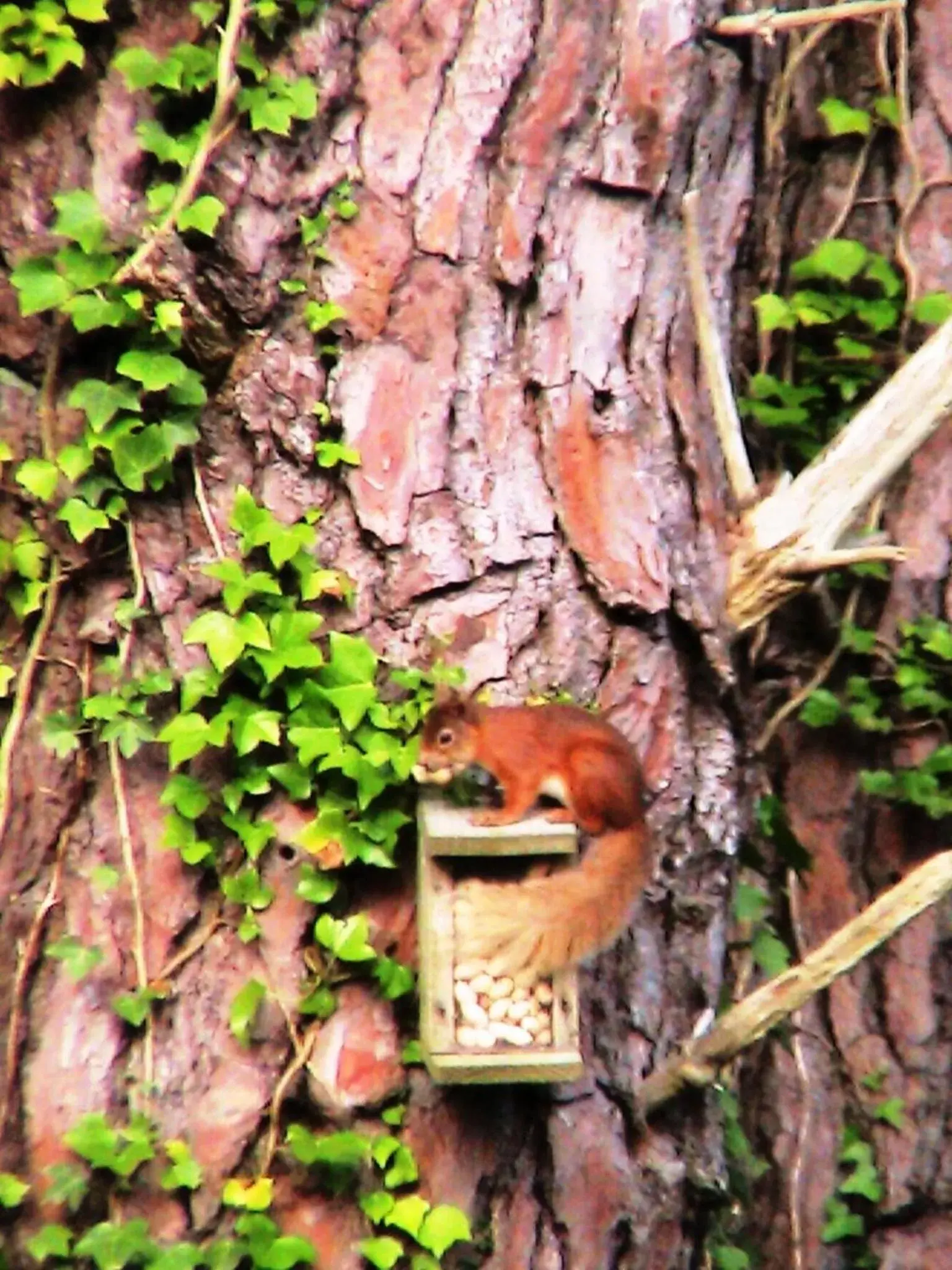 Animals, Other Animals in Weston Manor