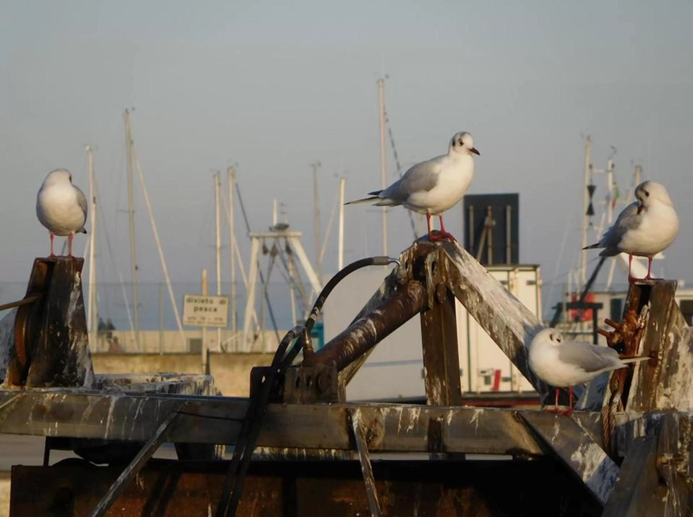 Beach, Other Animals in Terrazza sul Mare
