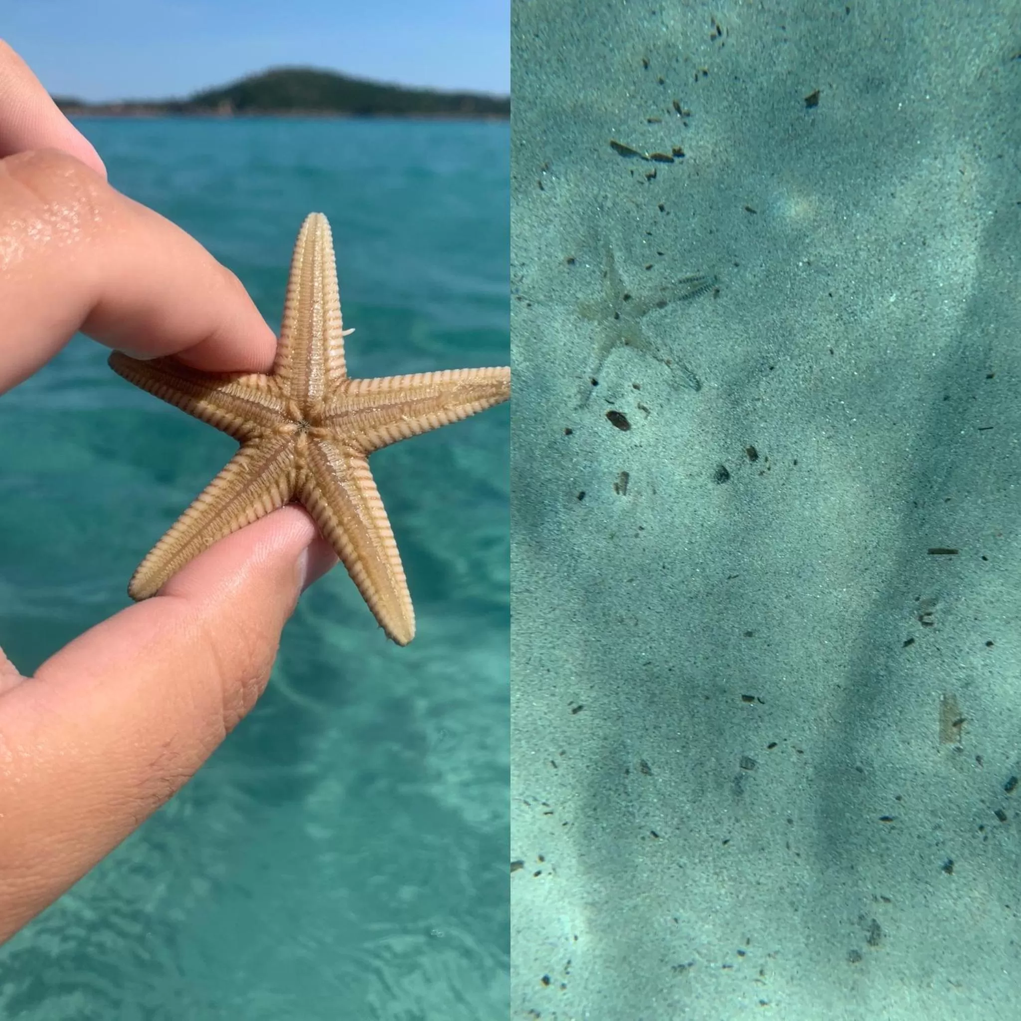 Activities, Other Animals in Restaurant - Chambres d'Hôtes Terra Bella Lecci