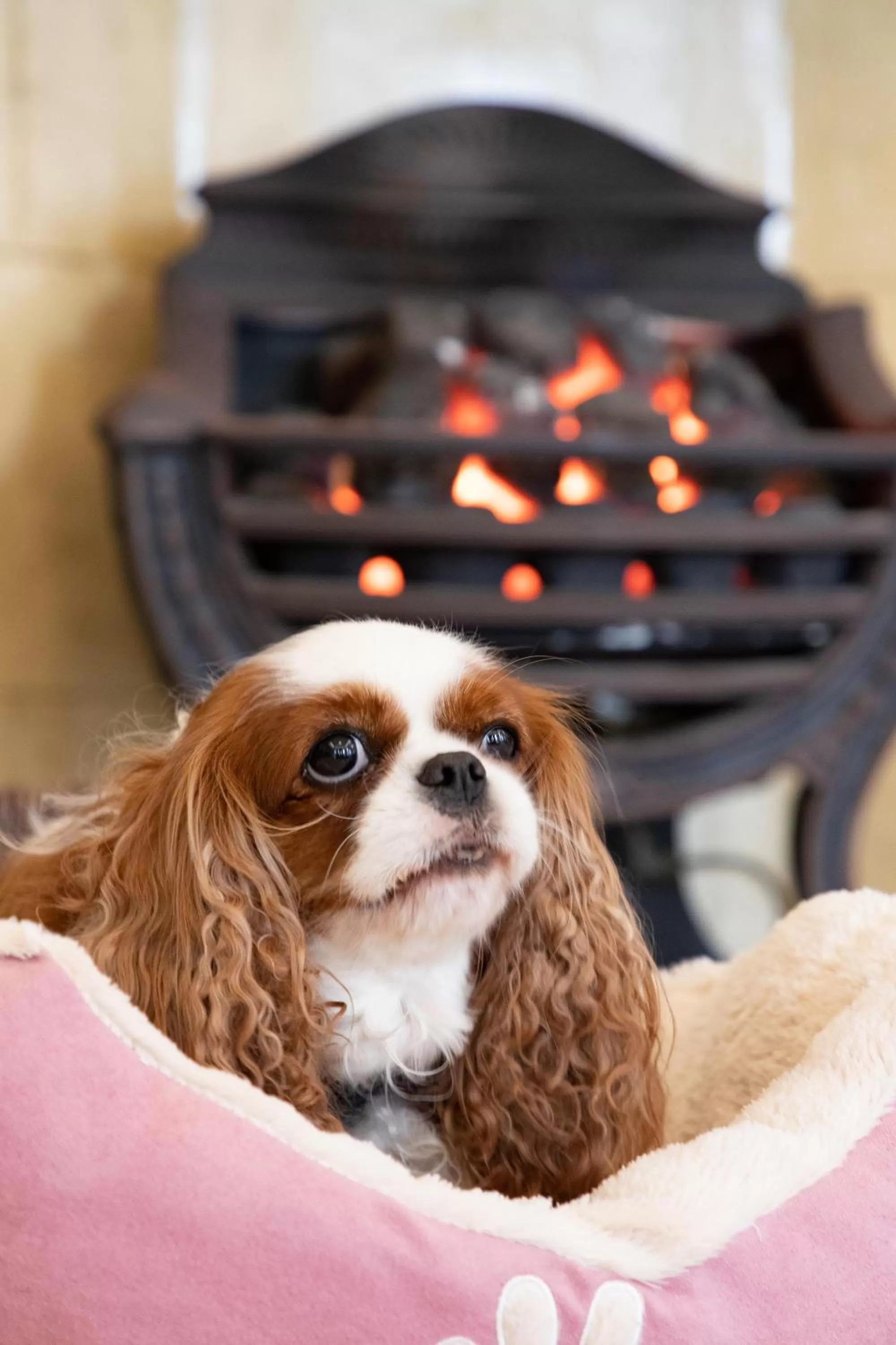 Pets in The Caledonian New Southlands Hotel