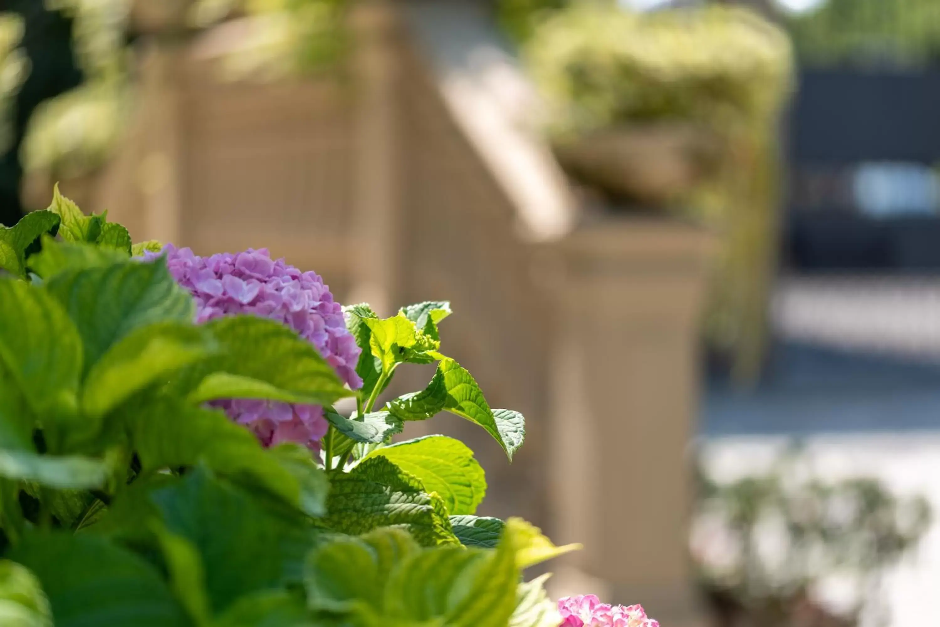 Garden, Swimming Pool in Villa Mery