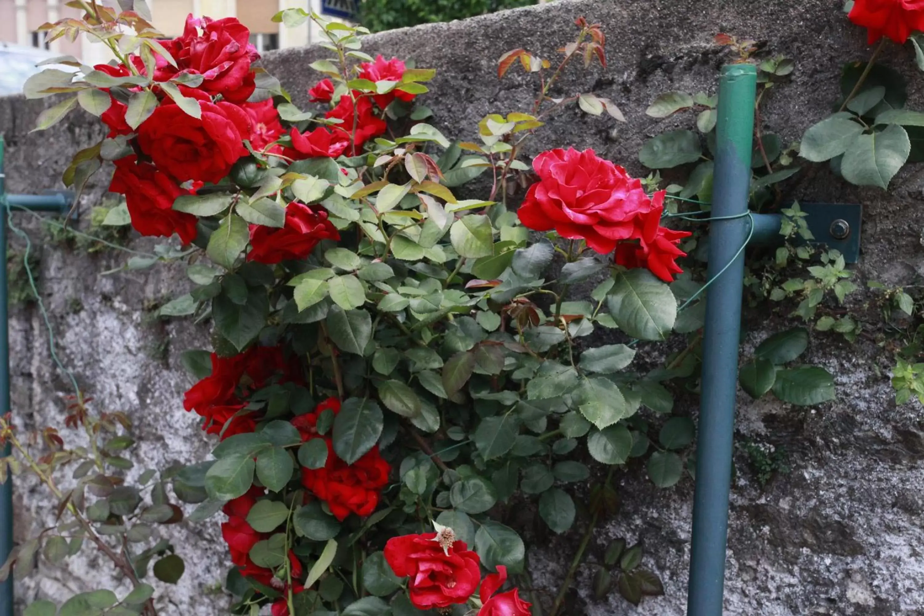 Garden in Appartamenti Emmaus