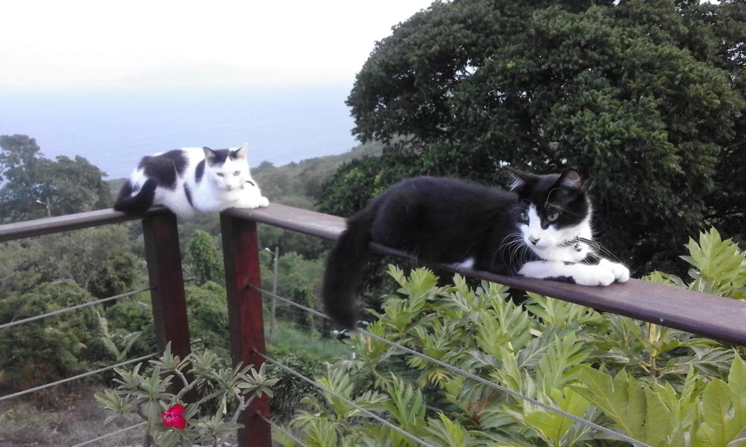 Balcony/Terrace in Villa Cajou chambres d'hôtes chez l'habitant et Zanzibar cottage