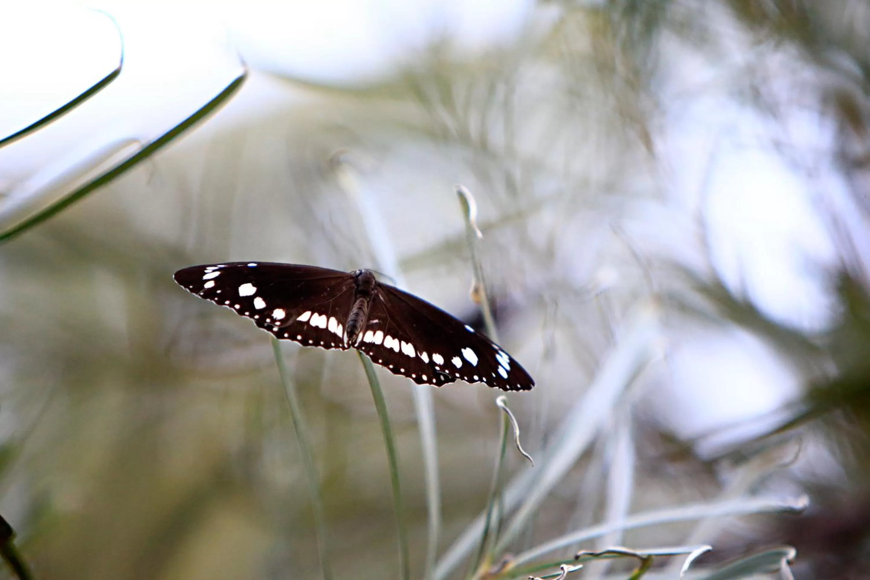 Garden in Habitat Resort