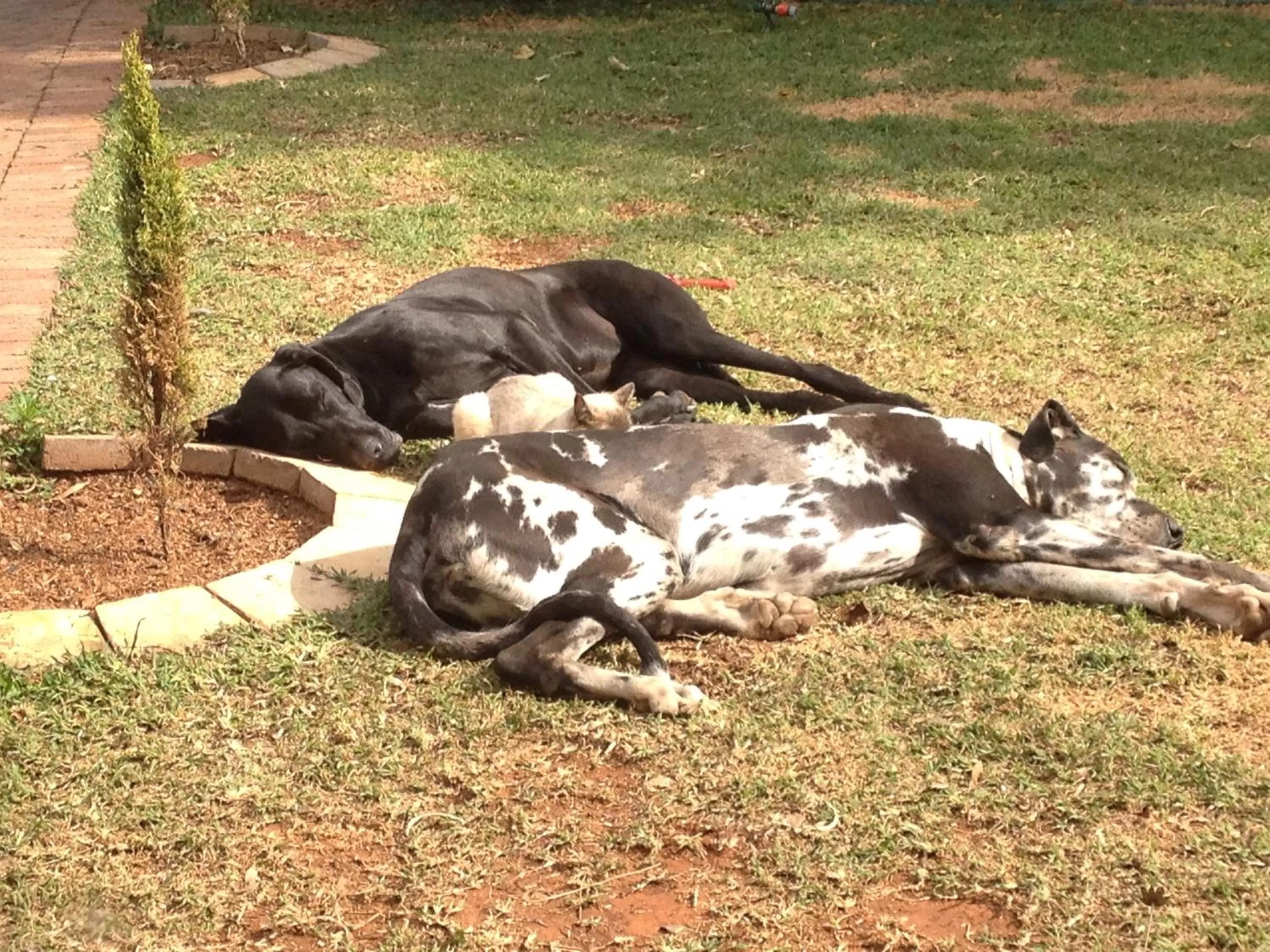 Pets in The Nook B&B