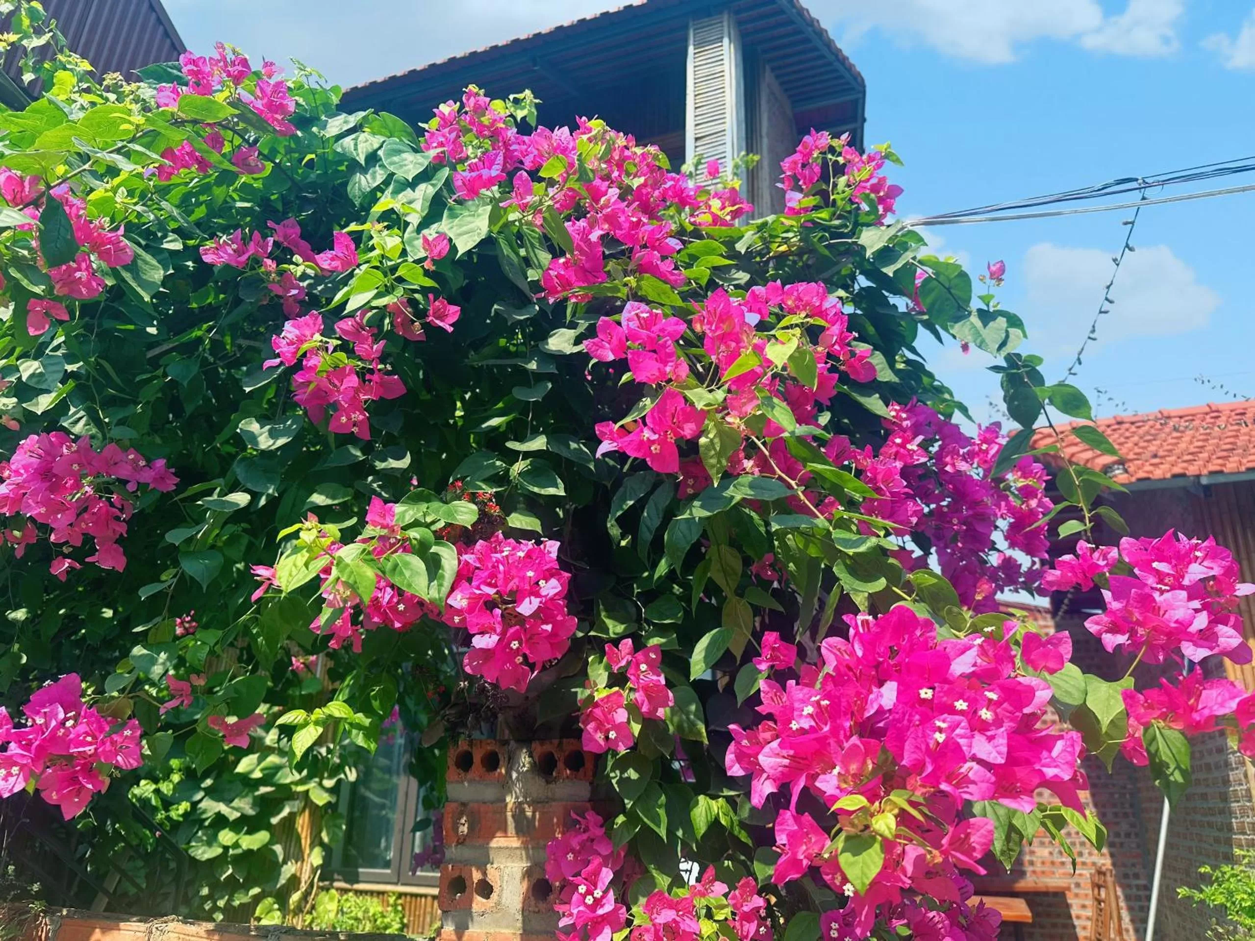 Garden in Trang An Moon Garden Homestay