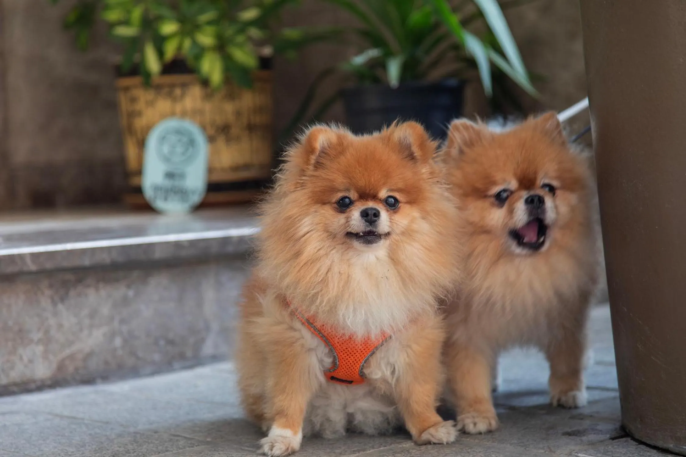 Pets in Hotel Morione & Spa Center