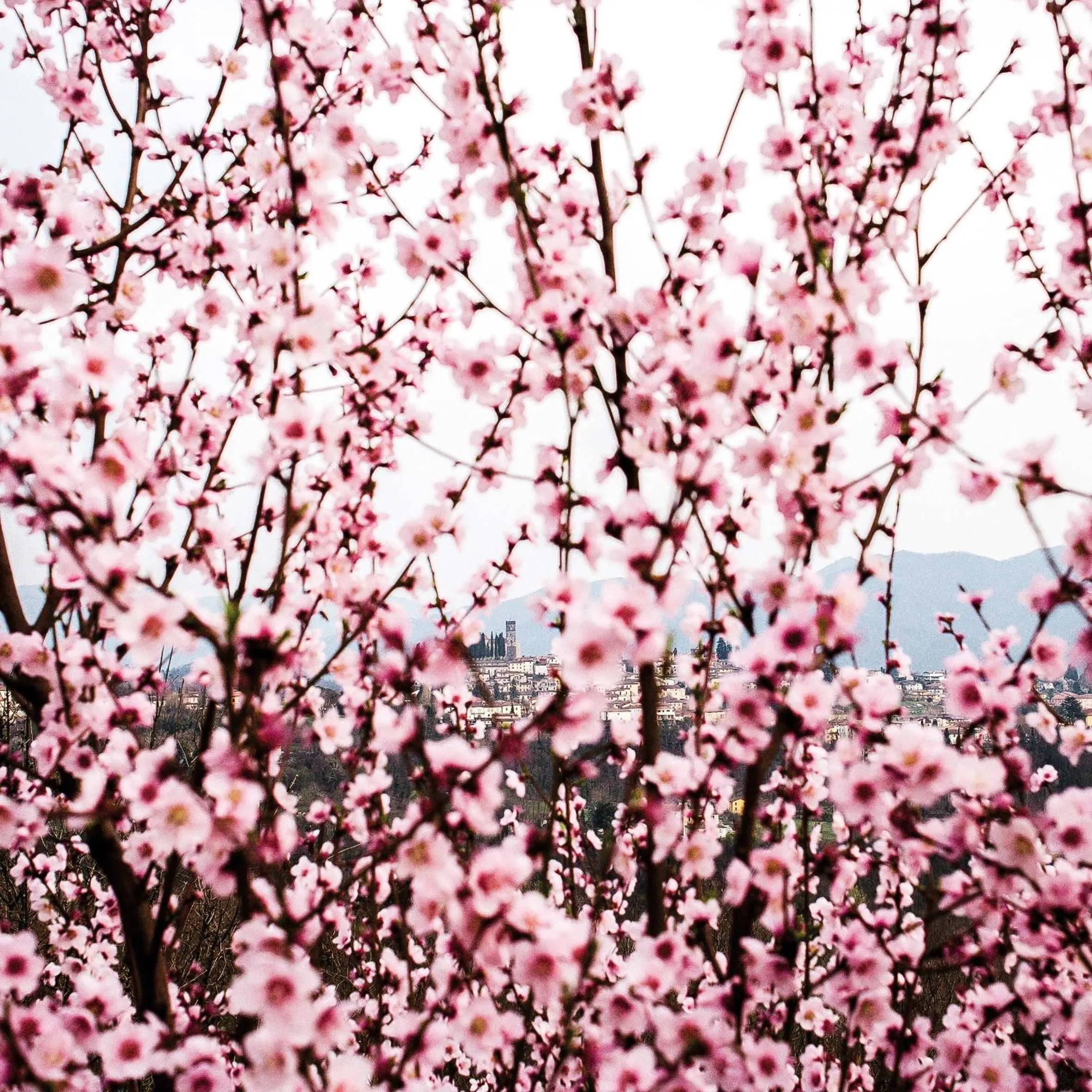 On site in Il Ciocco Hotels