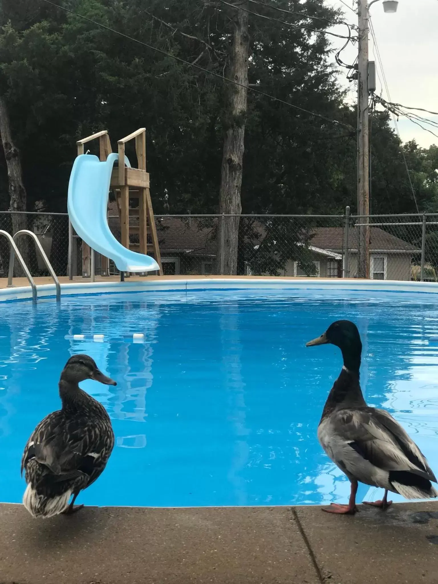 Activities, Other Animals in Calm Waters Resort