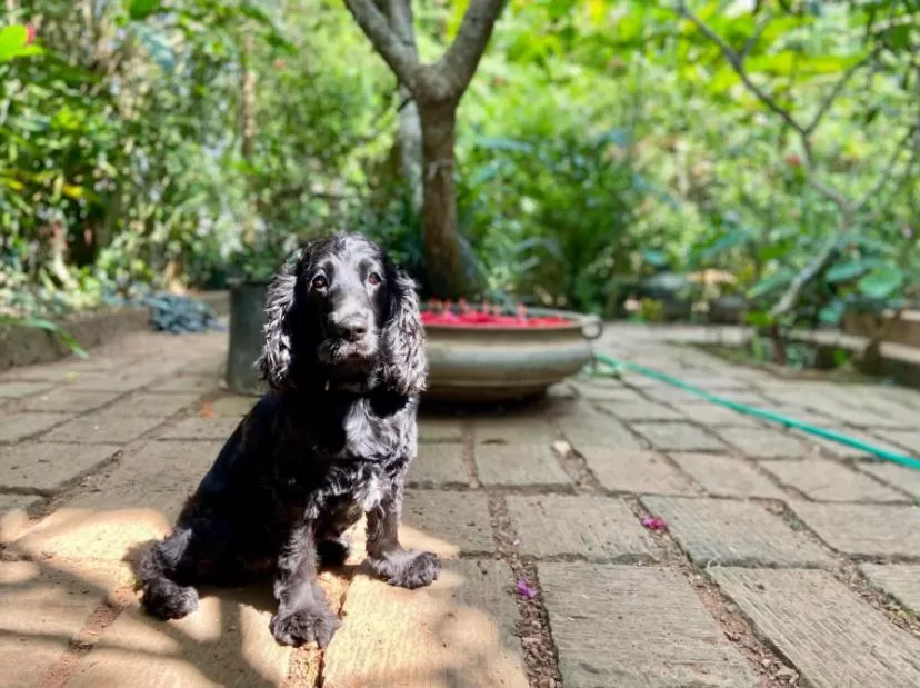 Property building in Villa Jacaranda