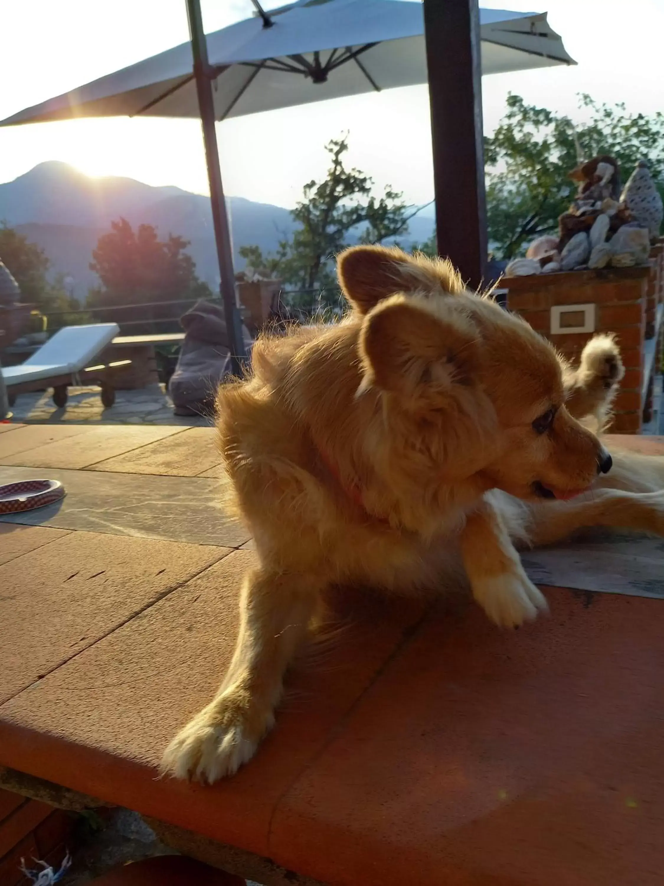 Pets in Villa Lice Verici