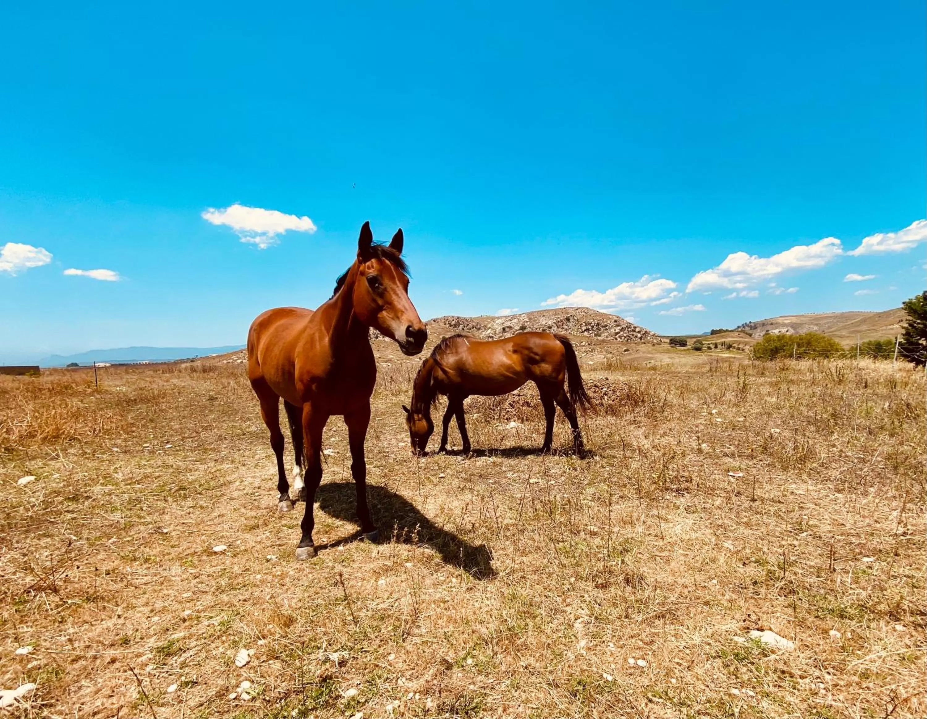 Other Animals in B&B L'EDEN DI CAPO BIANCO