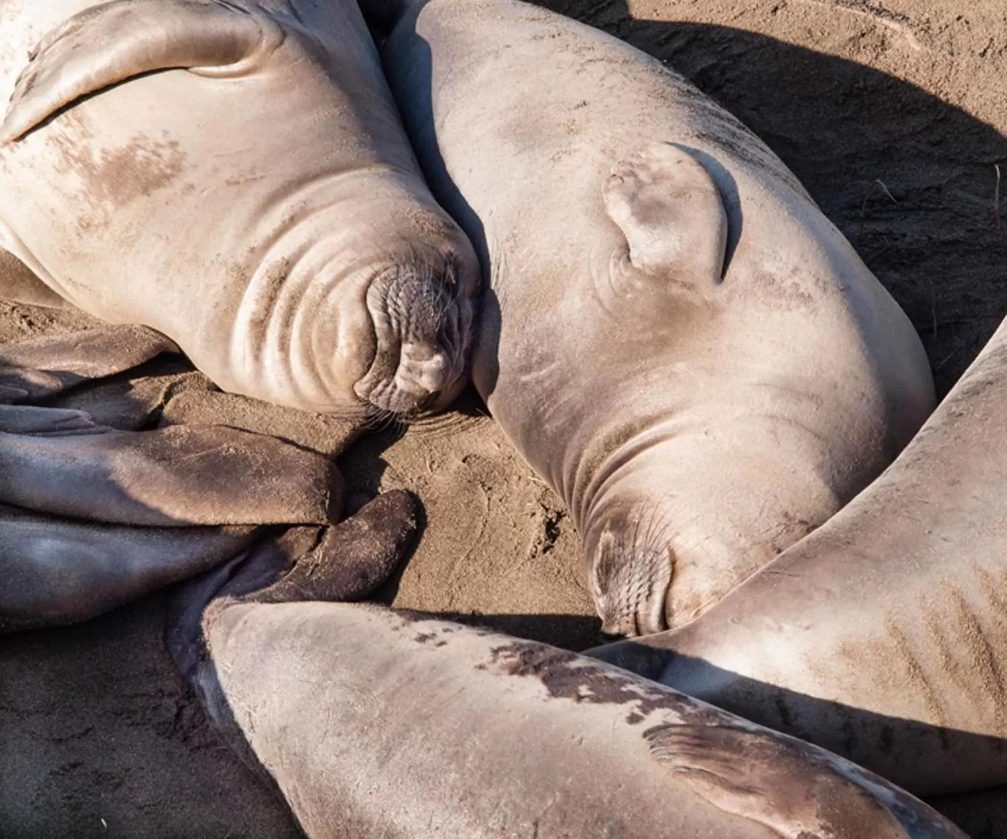 Area and facilities in Seal Cove Inn