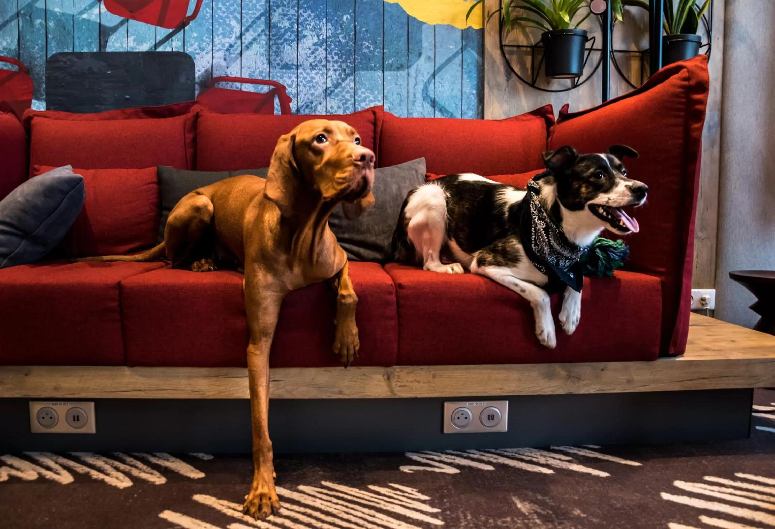 Animals in ibis Vilnius Centre