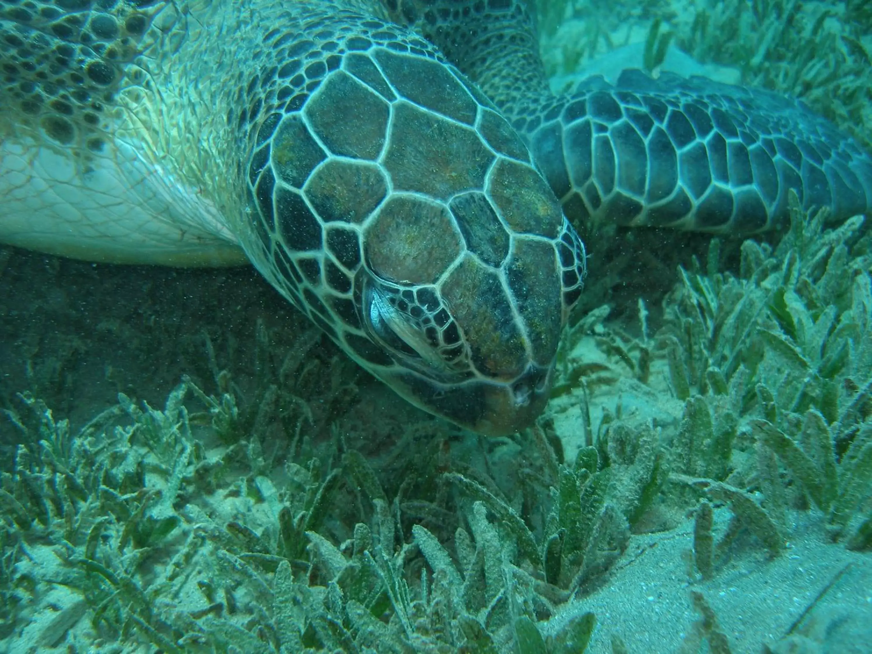 Snorkeling, Other Animals in Coral Sun Beach