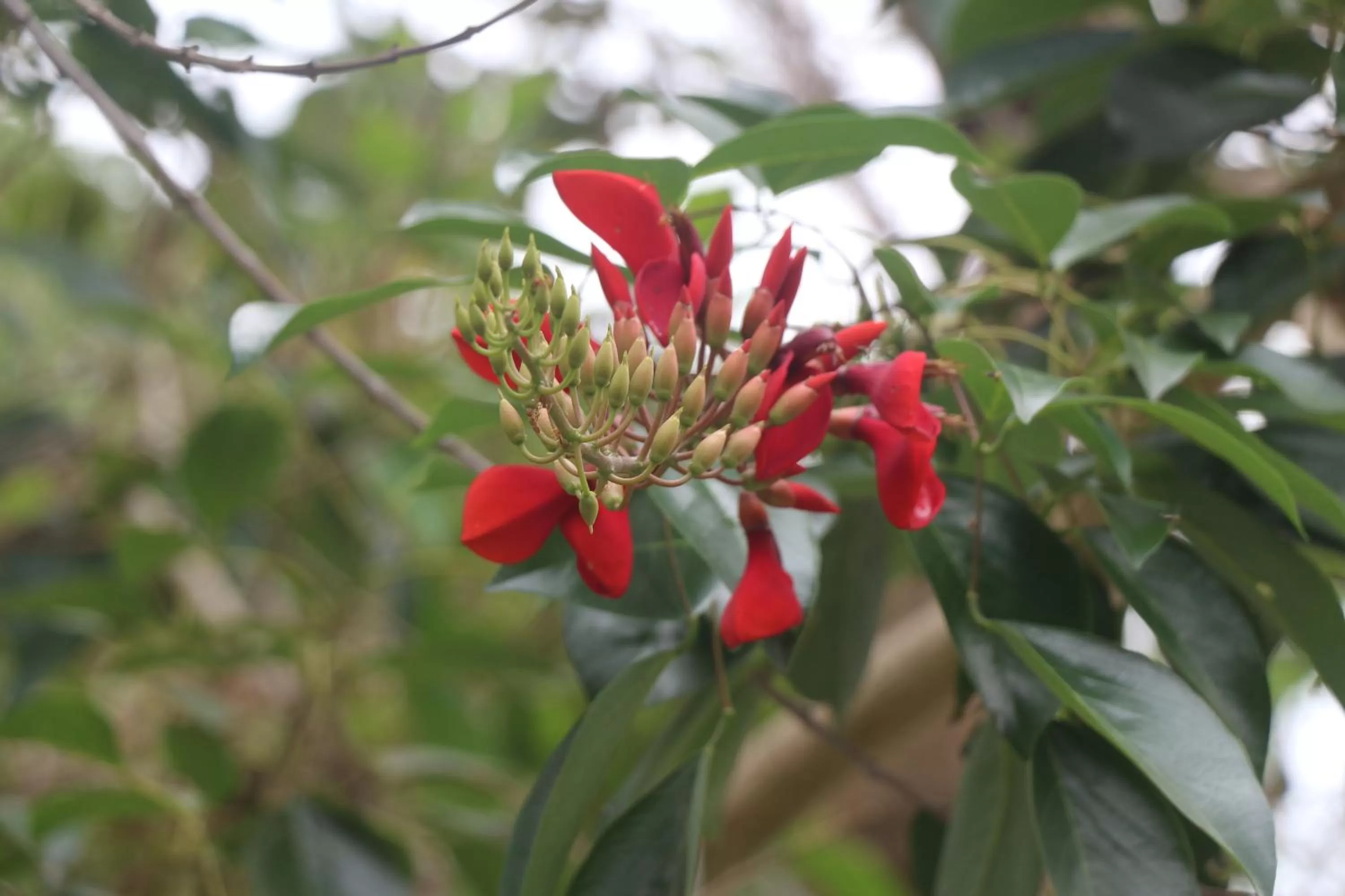 Garden view in Try Palace Resort Kep