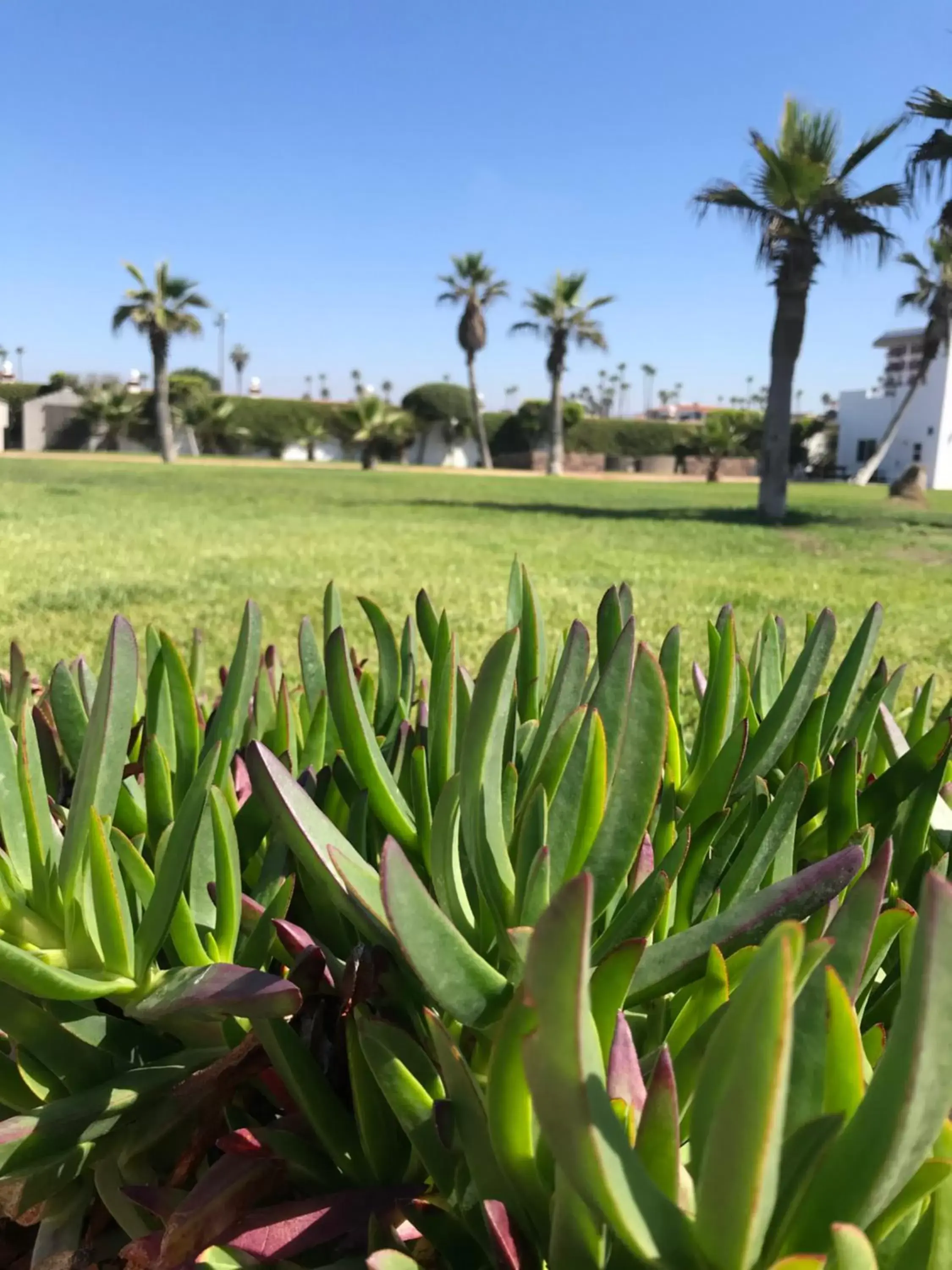 Garden, Golf in Quinta Pacifica Beachfront Villas